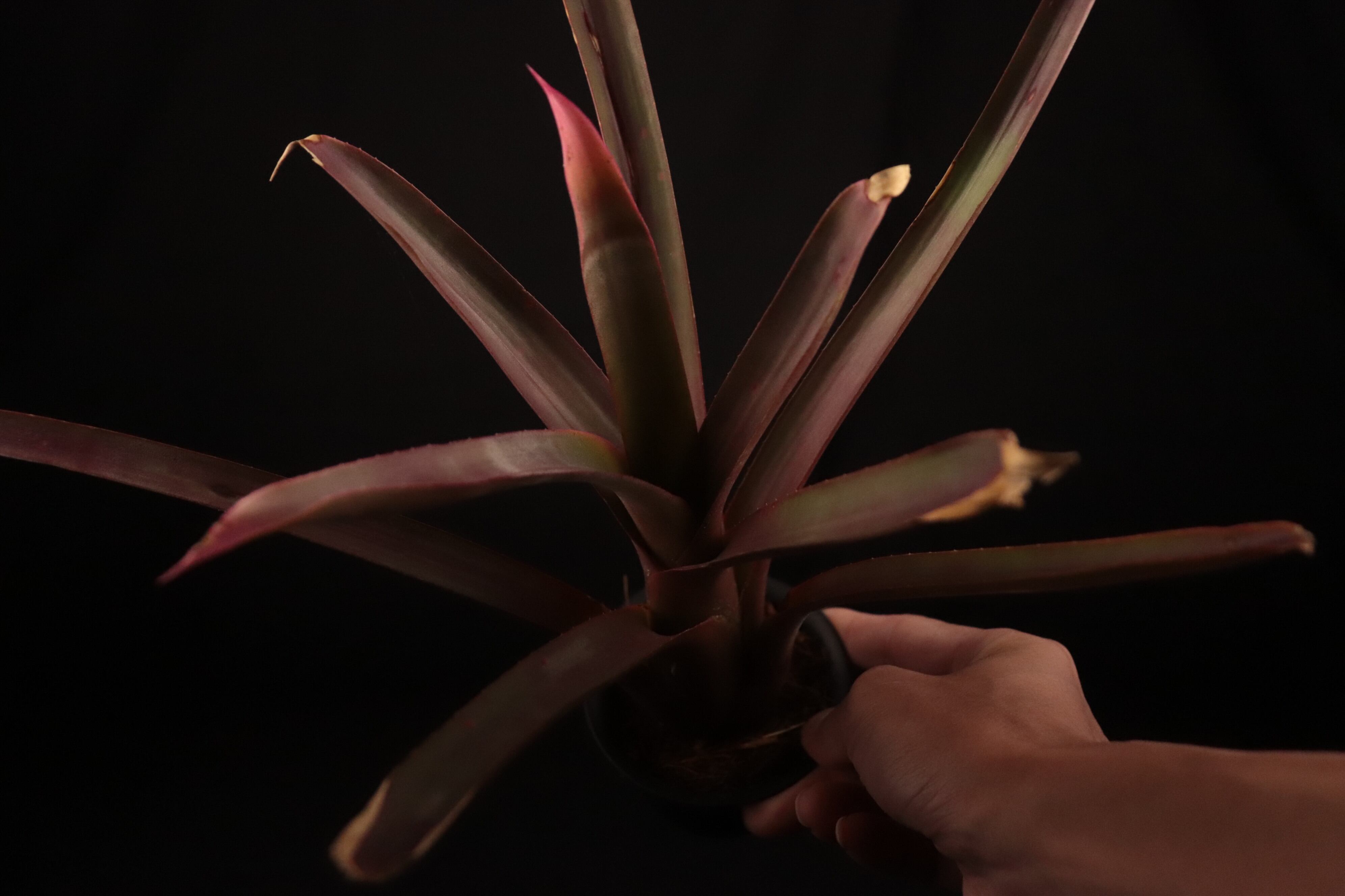 送料無料】Neoregelia bahiana Pink〔ネオレゲリア〕現品発送 送料無料】Neoregelia bahiana Pink〔ネオレゲリア〕現品発送