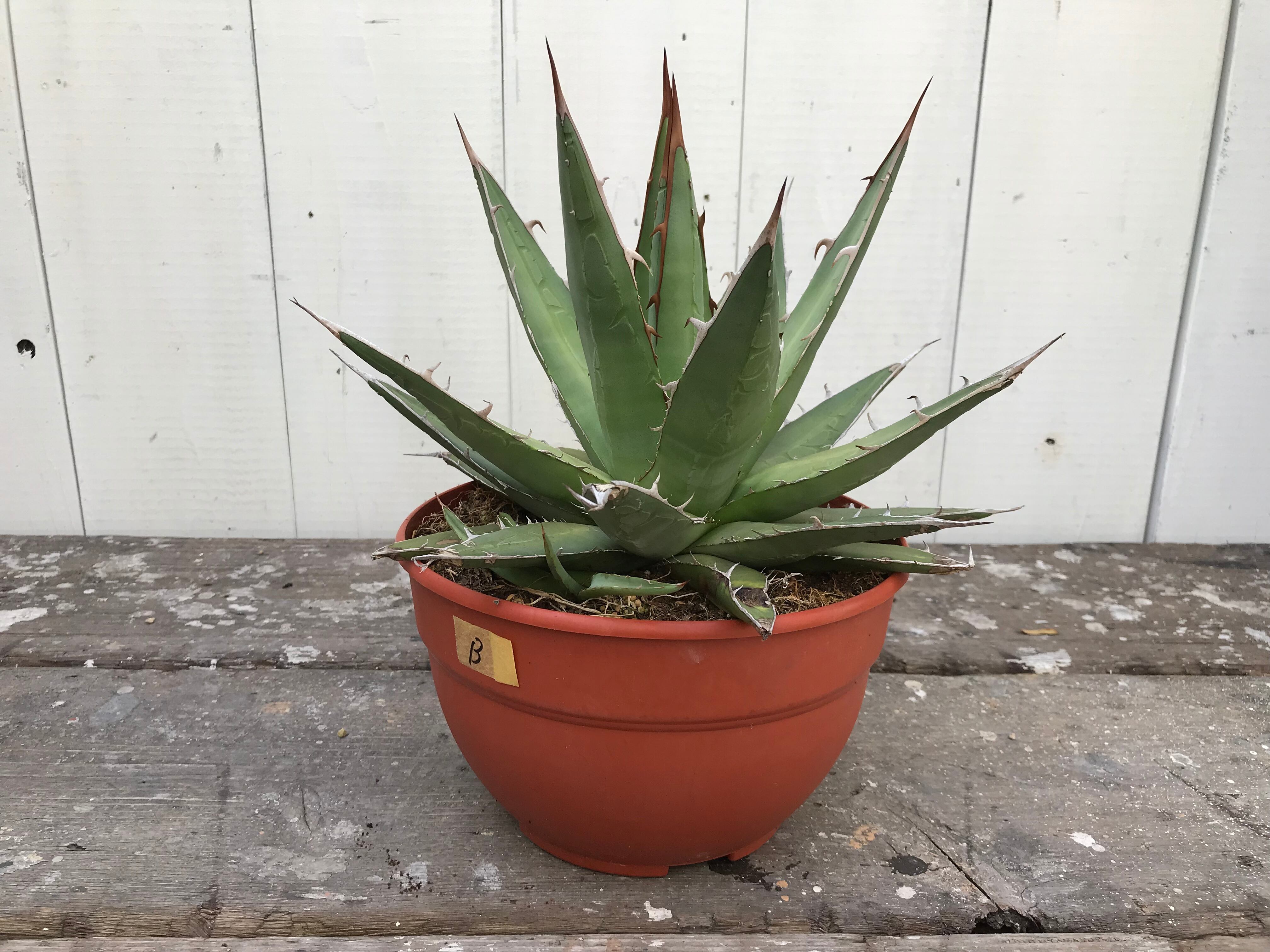 送料込み】アガベパープソラムB 帝釈天 agave purpusorum | CLUTCH