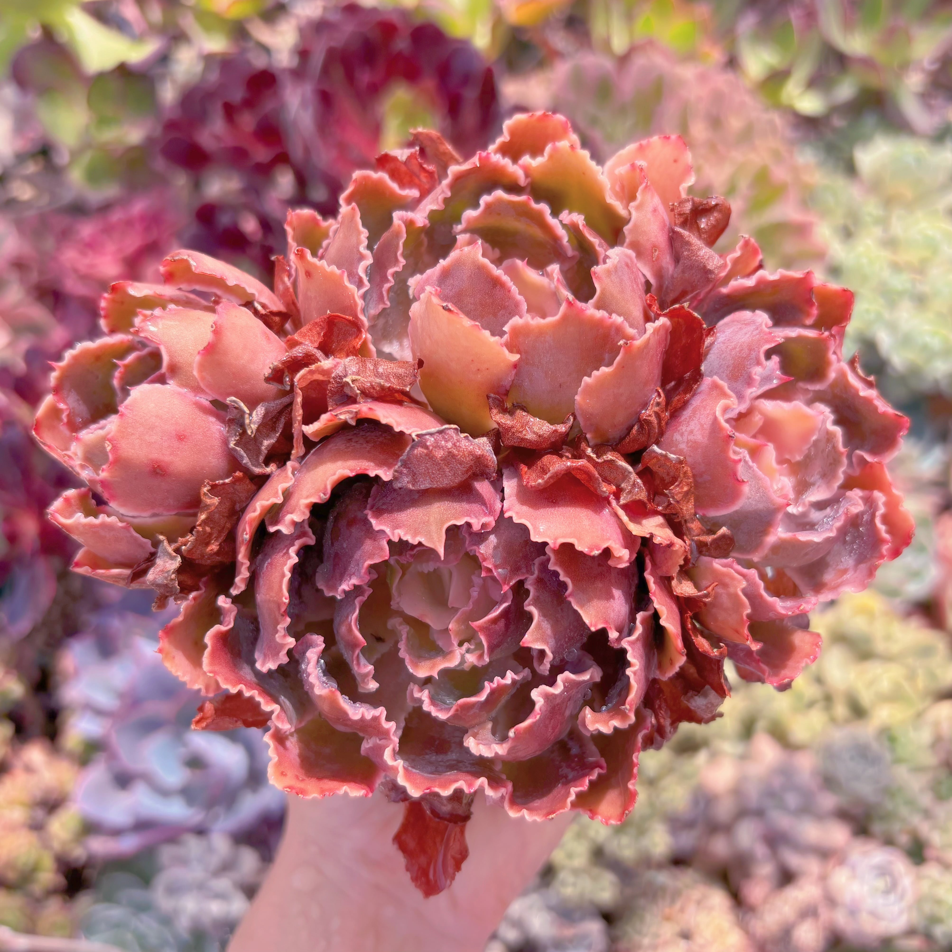 現品　シャビアナ#C45　群生　るる農園