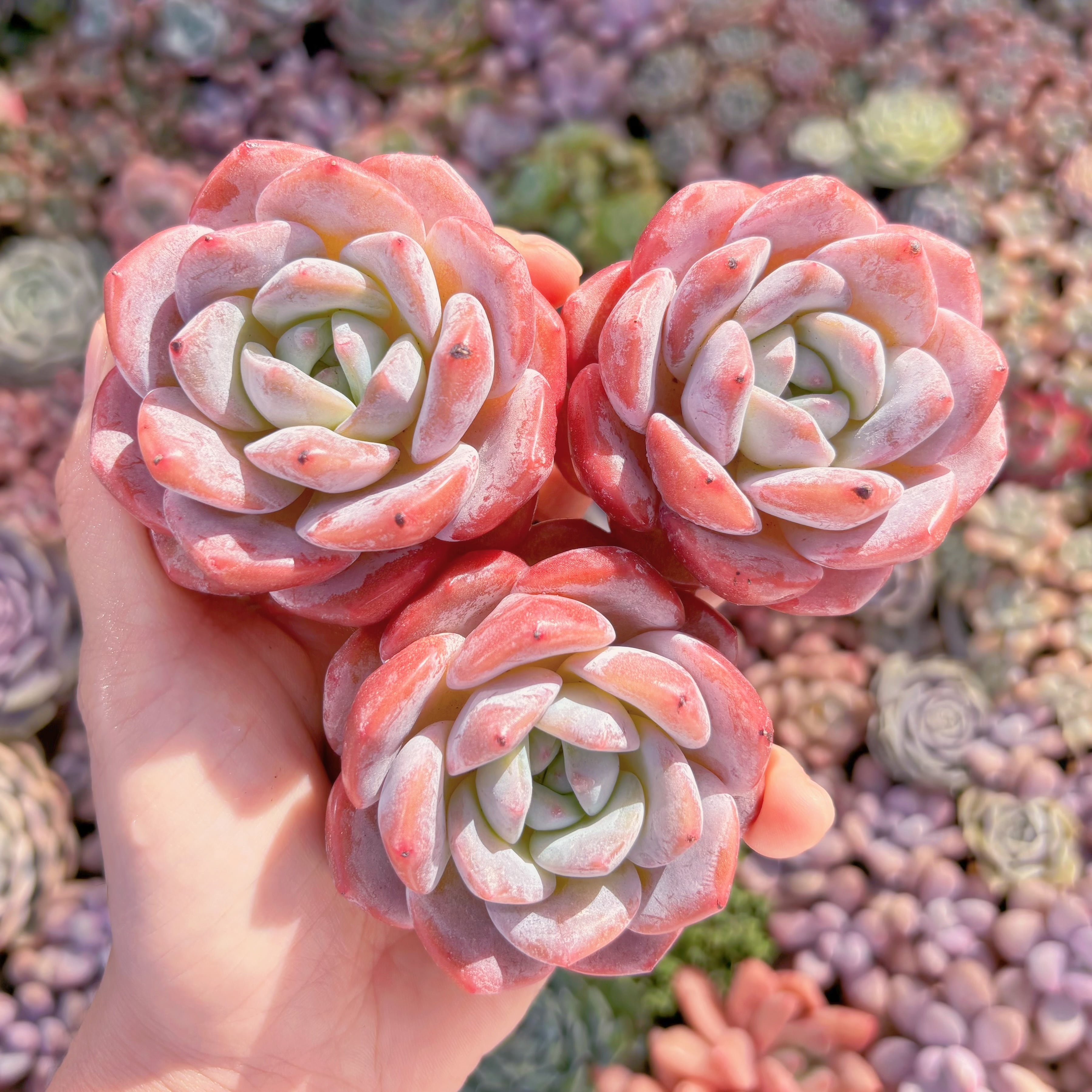 多肉植物　糖柚　新入荷　るる農園