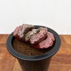 Haworthia 玉扇　【塚原写楽】