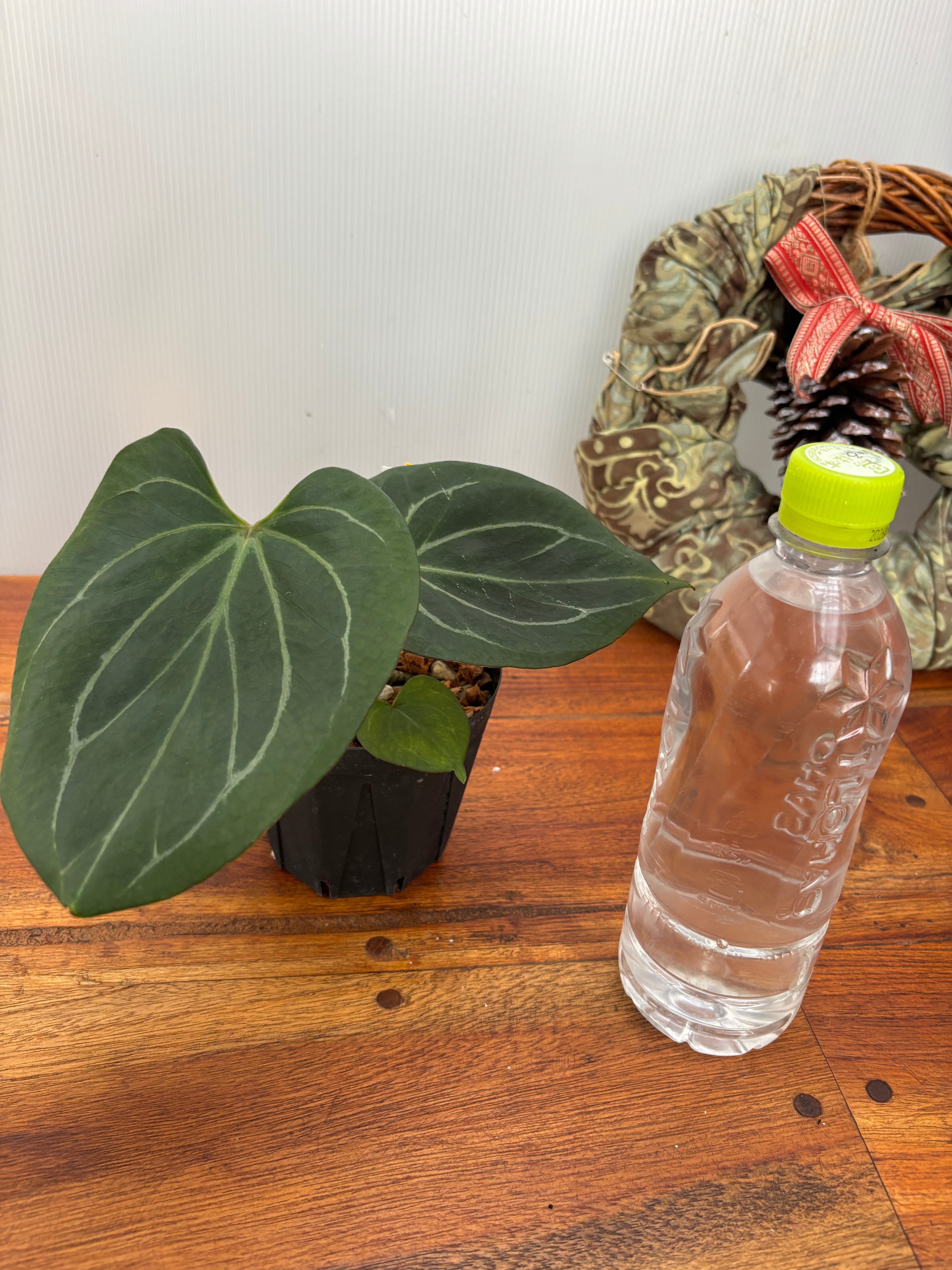 Anthurium | BA PLants