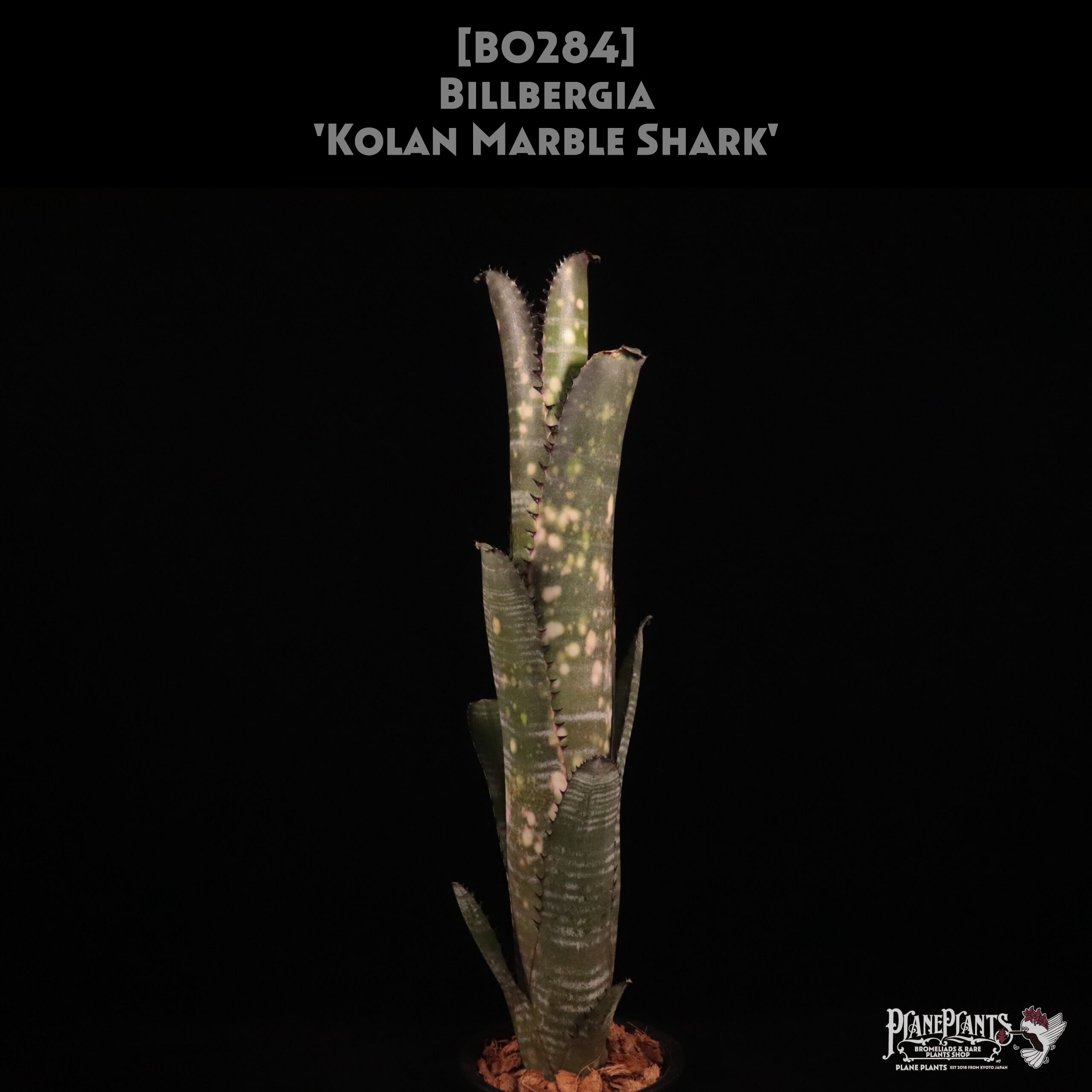 Kolan Series | plane plants