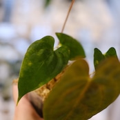 パピリラミナム(FS)×アンスリウム エース オブ スペード(AOS)⑦/ Papillilaminum ‘Fort Sherman' × Anthurium Ace of spades / 観葉植物
