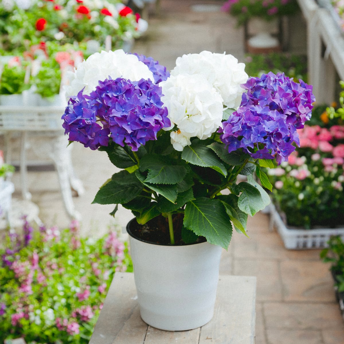 2色のコントラストが美しい アジサイ 紫陽花 あじさい ディープ