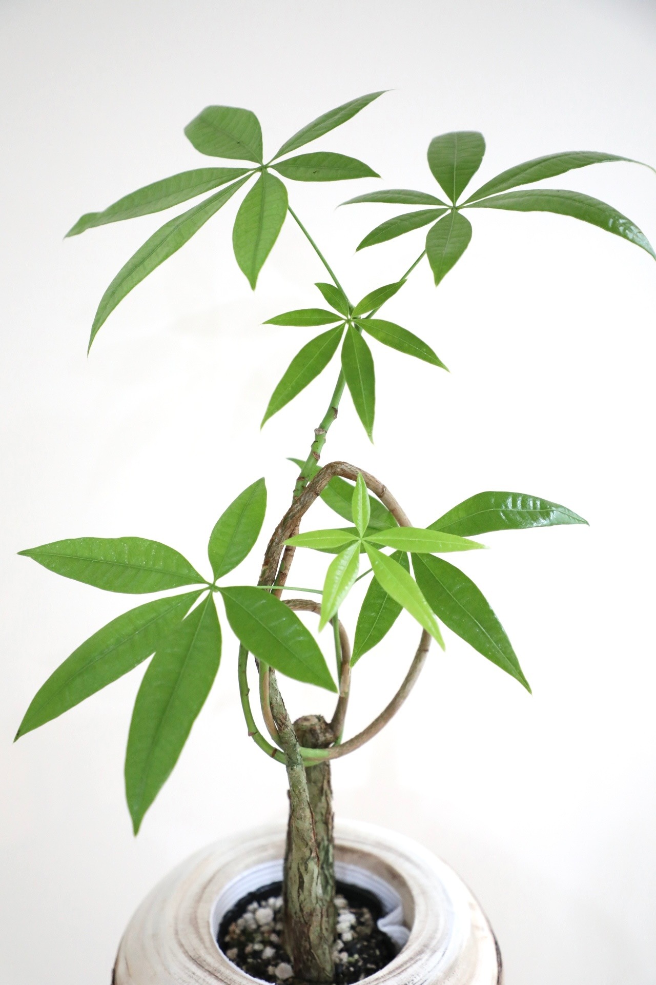 【M】パキラ 結び/Pachira