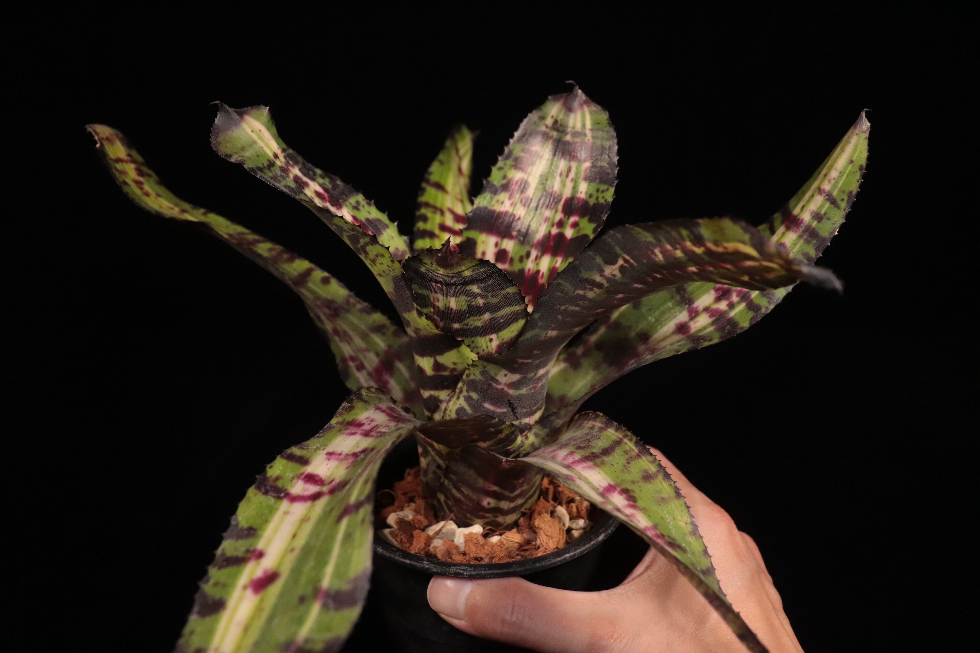 送料無料】Neoregelia 'Snake Charmer'〔ネオレゲリア〕現品発送N0571