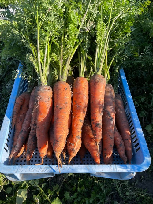 2025 筑摩の五寸人参（大）4.5kg