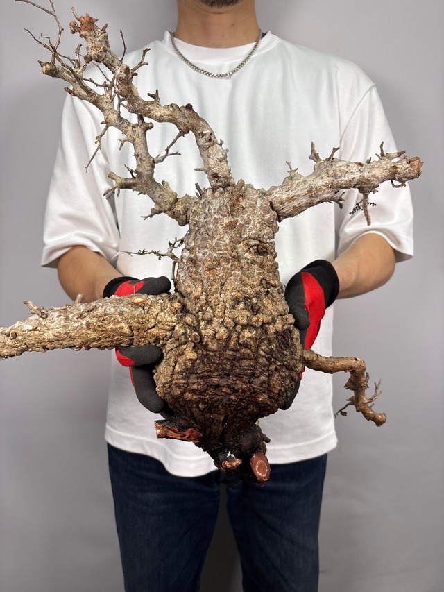 F175 現地発根株 オペルクリカリア パキプス 6/15 入荷 Operculicarya pachypus 塊根植物 現地球