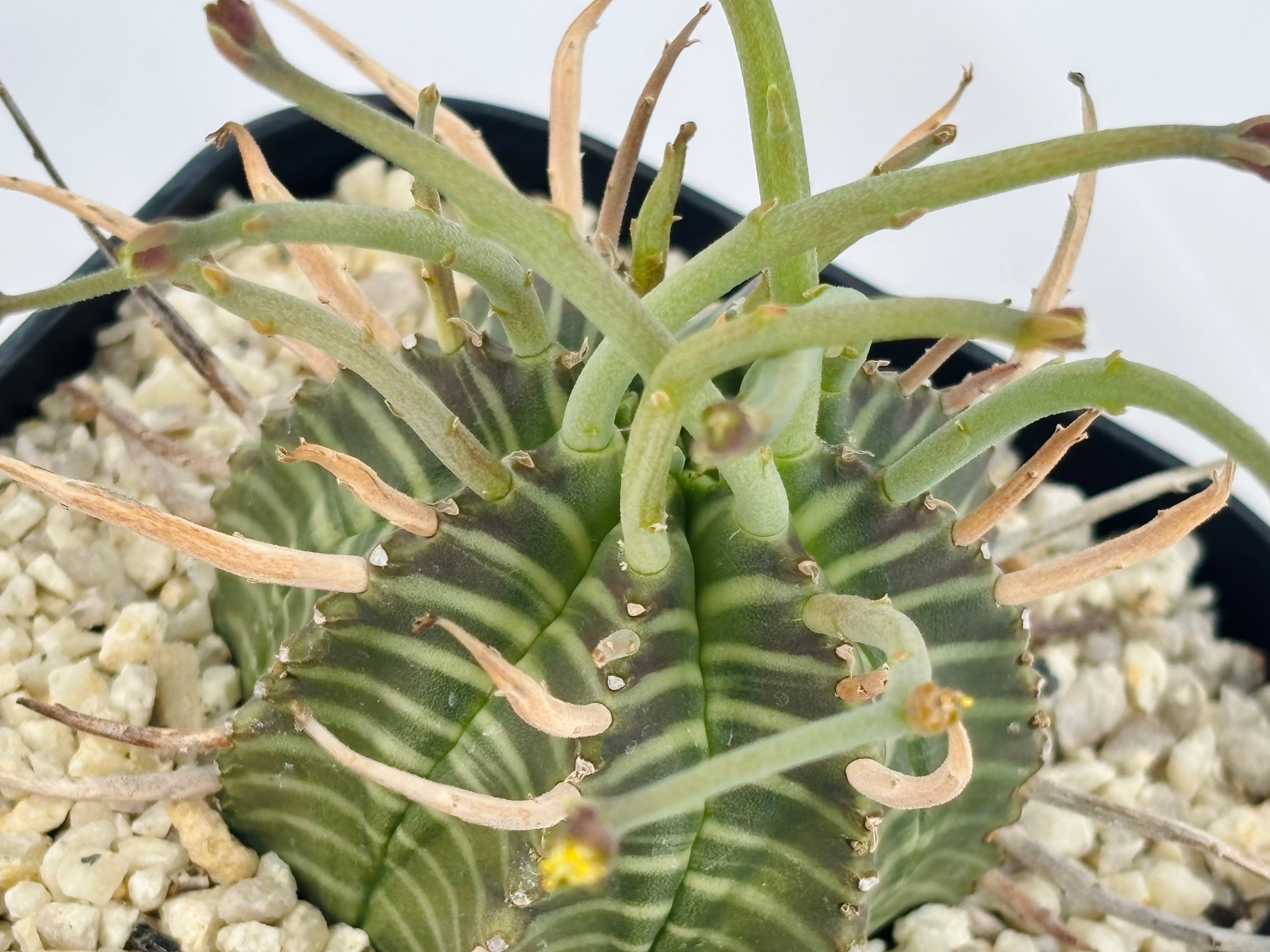 Euphorbia valida ユーフォルビア スーパーバリダ 多肉植物 | plants