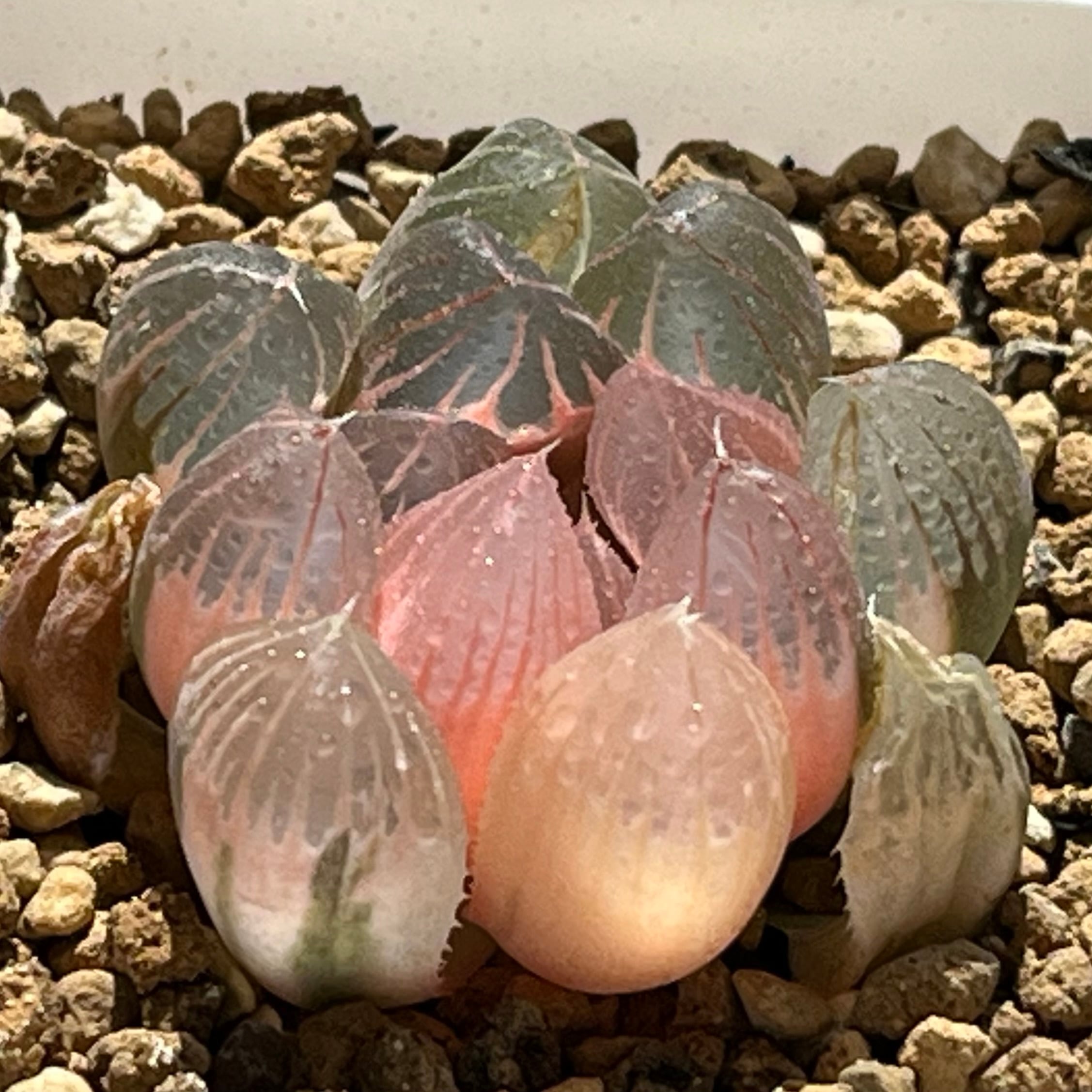 ハオルチア 親指姫錦 | mocono_plants