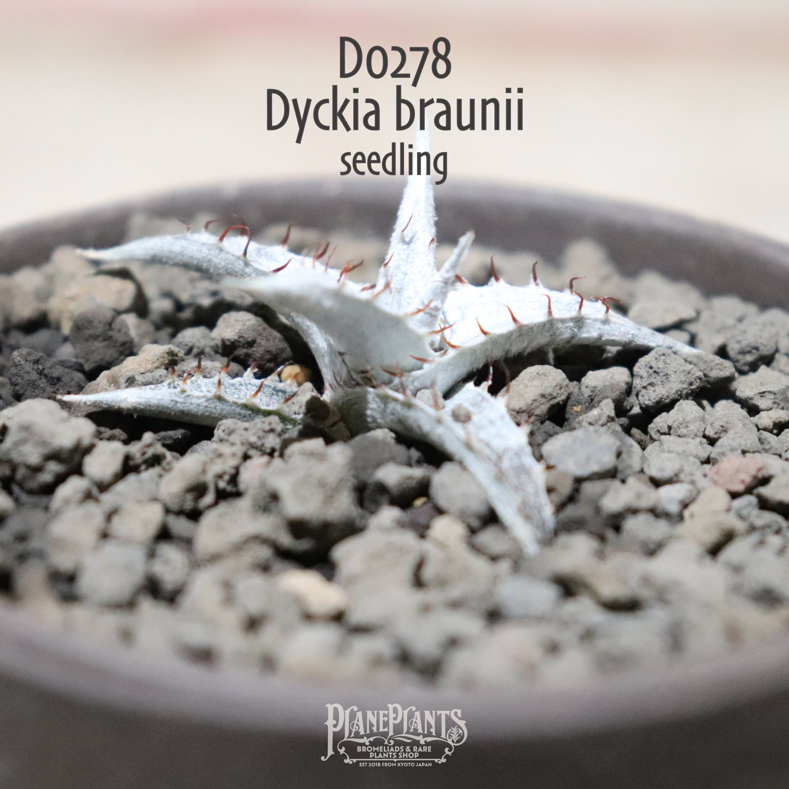 【送料無料】braunii seedling〔ディッキア〕現品発送D0278 | plane plants powered by BASE