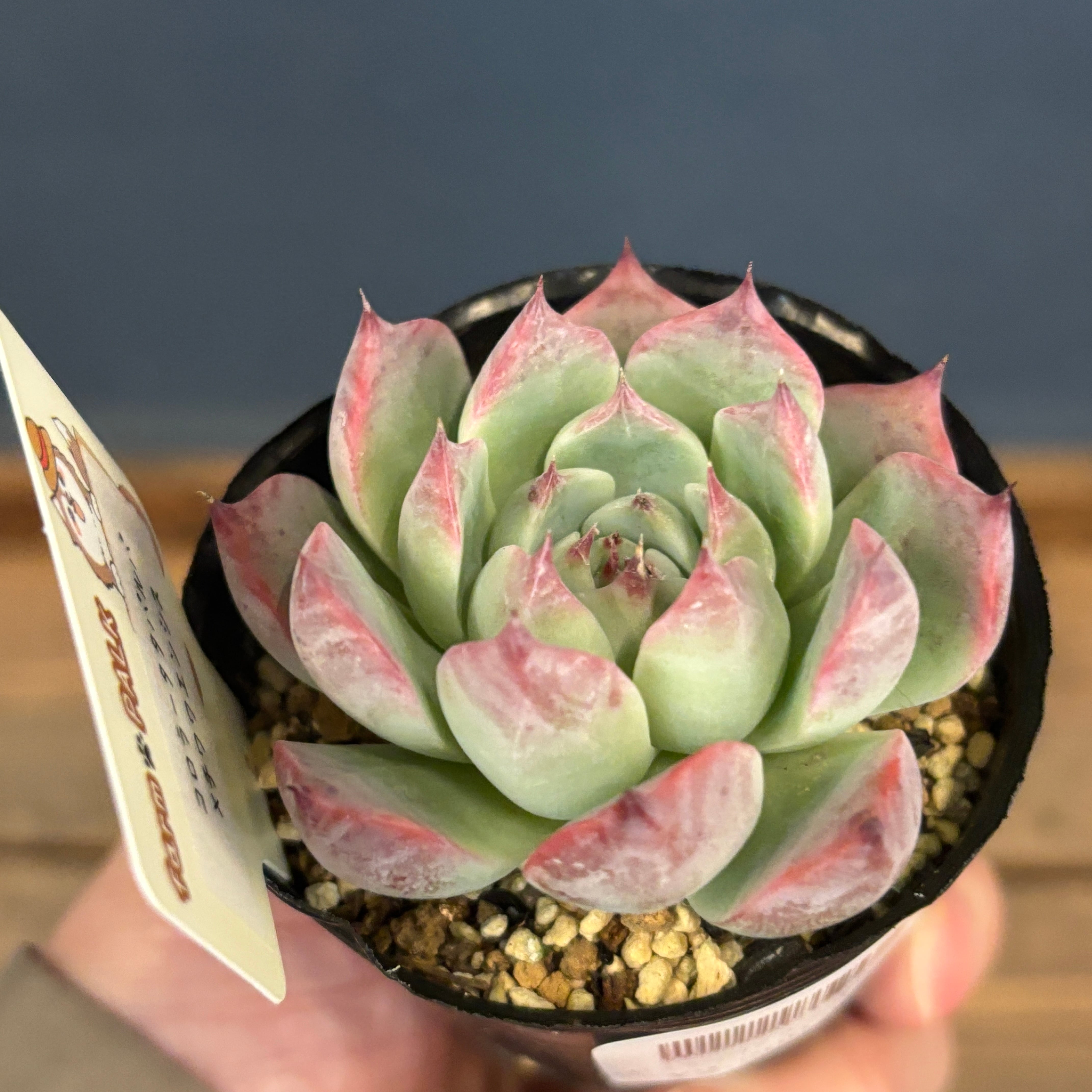 farmPALKさん苗 エケベリア コロラータタパルパ × チワワエンシス