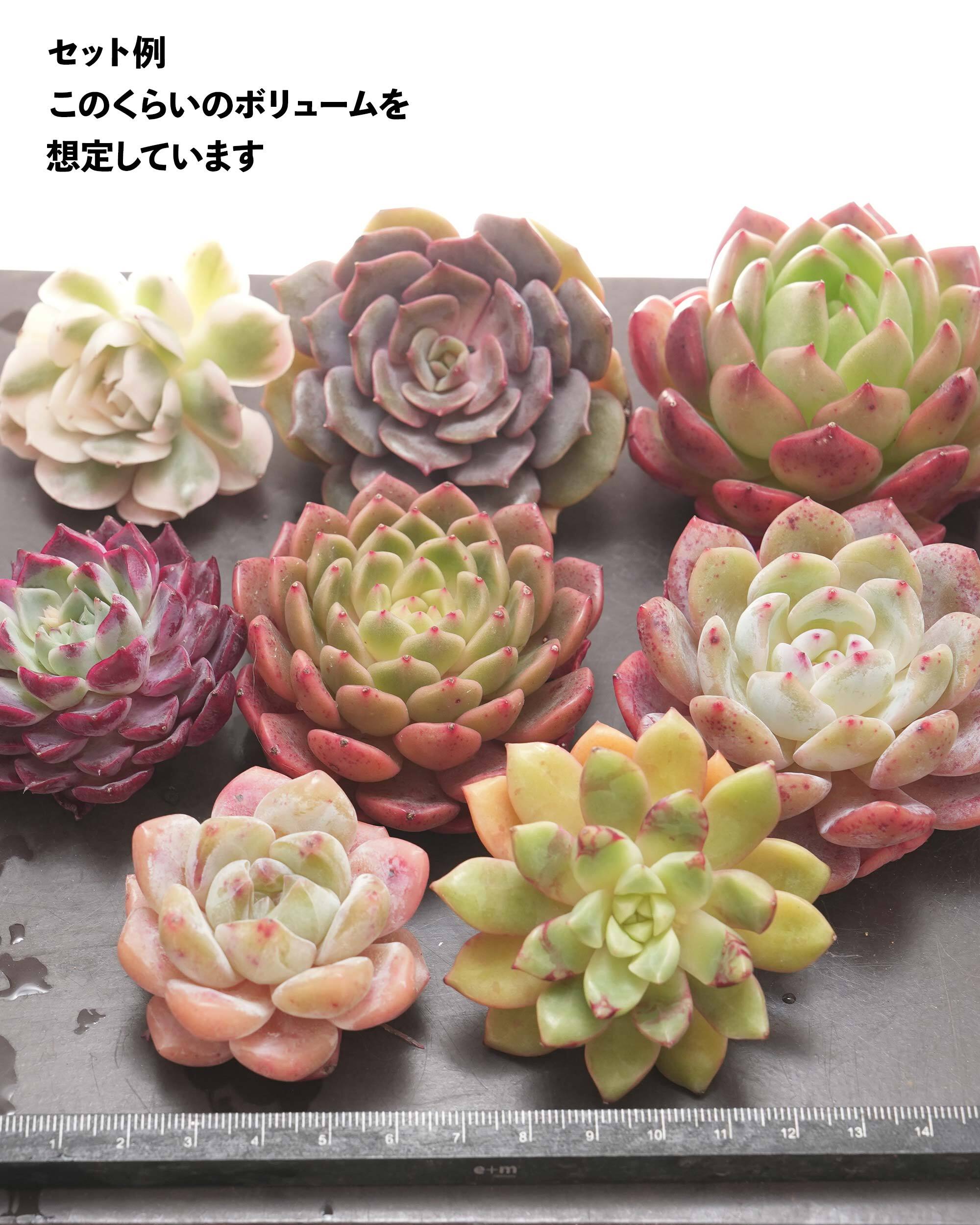 専用出品 エケベリア コレクション 18862866.jpg