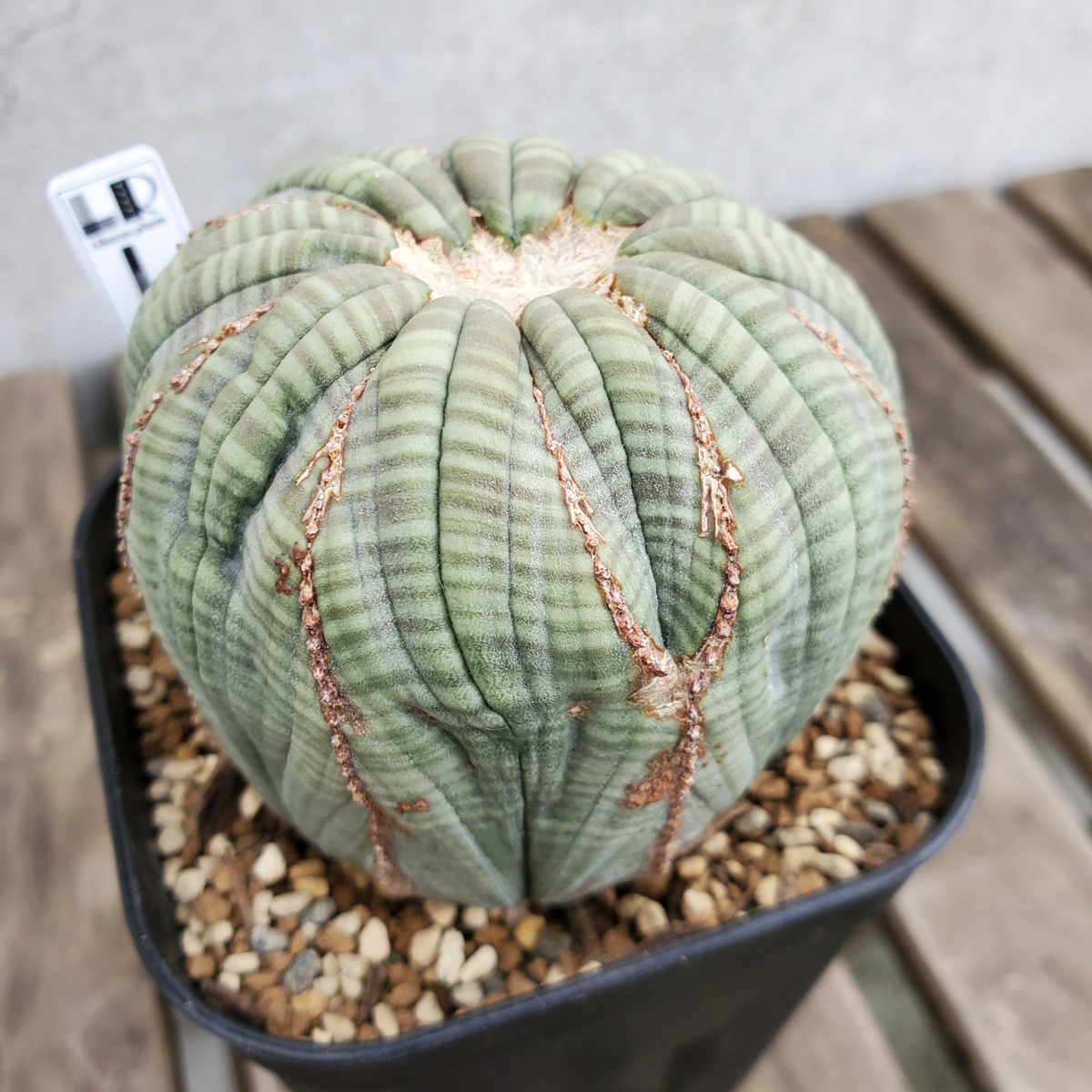 Goodbye成長点】成長点潰れ Euphorbia obesa ユーフォルビア オベサ 