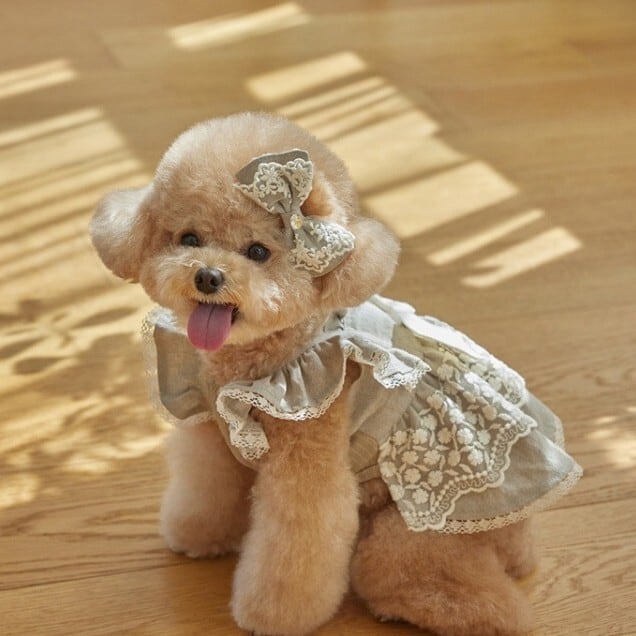犬服 ドッグウェア ロマンティックレース リボンワンピース 春物