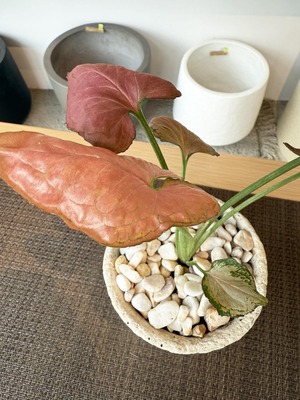 シンゴニウム・ストロベリー