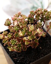 発根済カット苗 アエオニウム 小人の祭り錦 L 群生 Aeonium sedifolium f.variegata