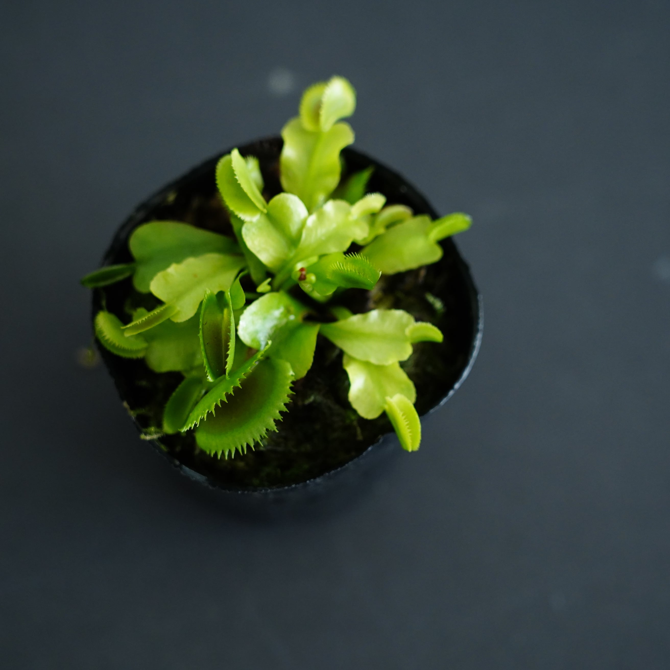 ハエトリソウ 'Red Piranha'【食虫植物】 苔テラリウム作製用素材 | 苔