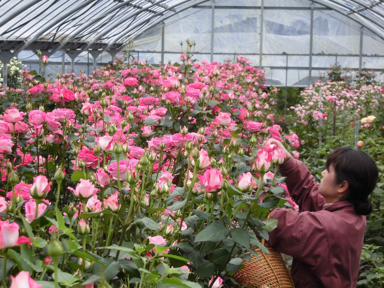 産地直送』バラ風呂50輪 | ロスフラワー®を販売するオンライン