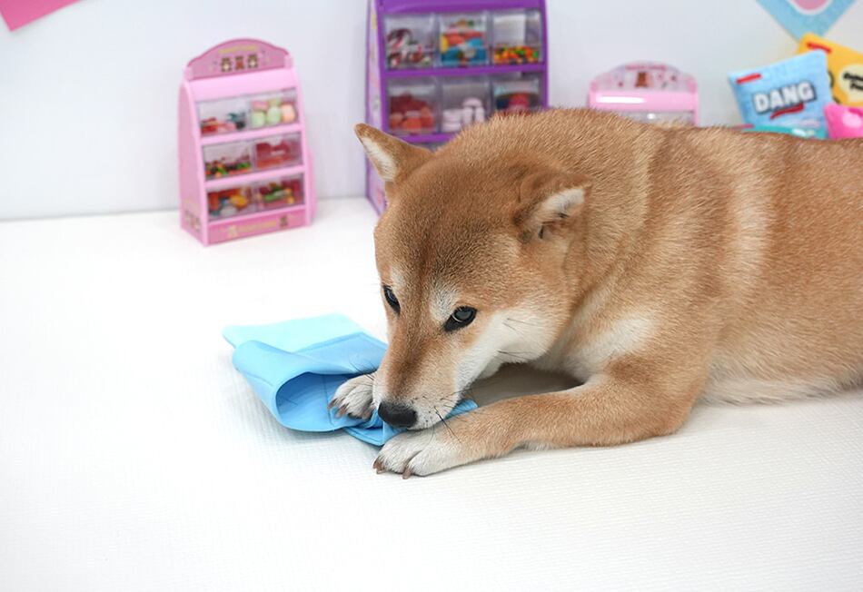 jellychu pocket toy / ペット 犬 おもちゃ カシャカシャ 知育玩具 ノーズワーク おやつ隠し 可愛い わんちゃん おもちゃ ストレス解消 toy16