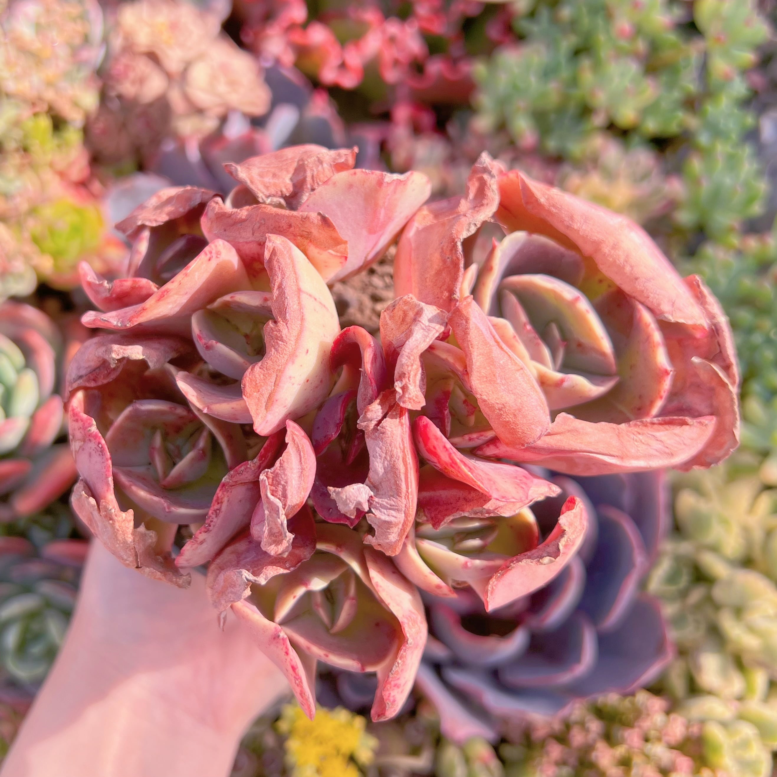 現品　大葉スヨン#M084　大群生　るる農園