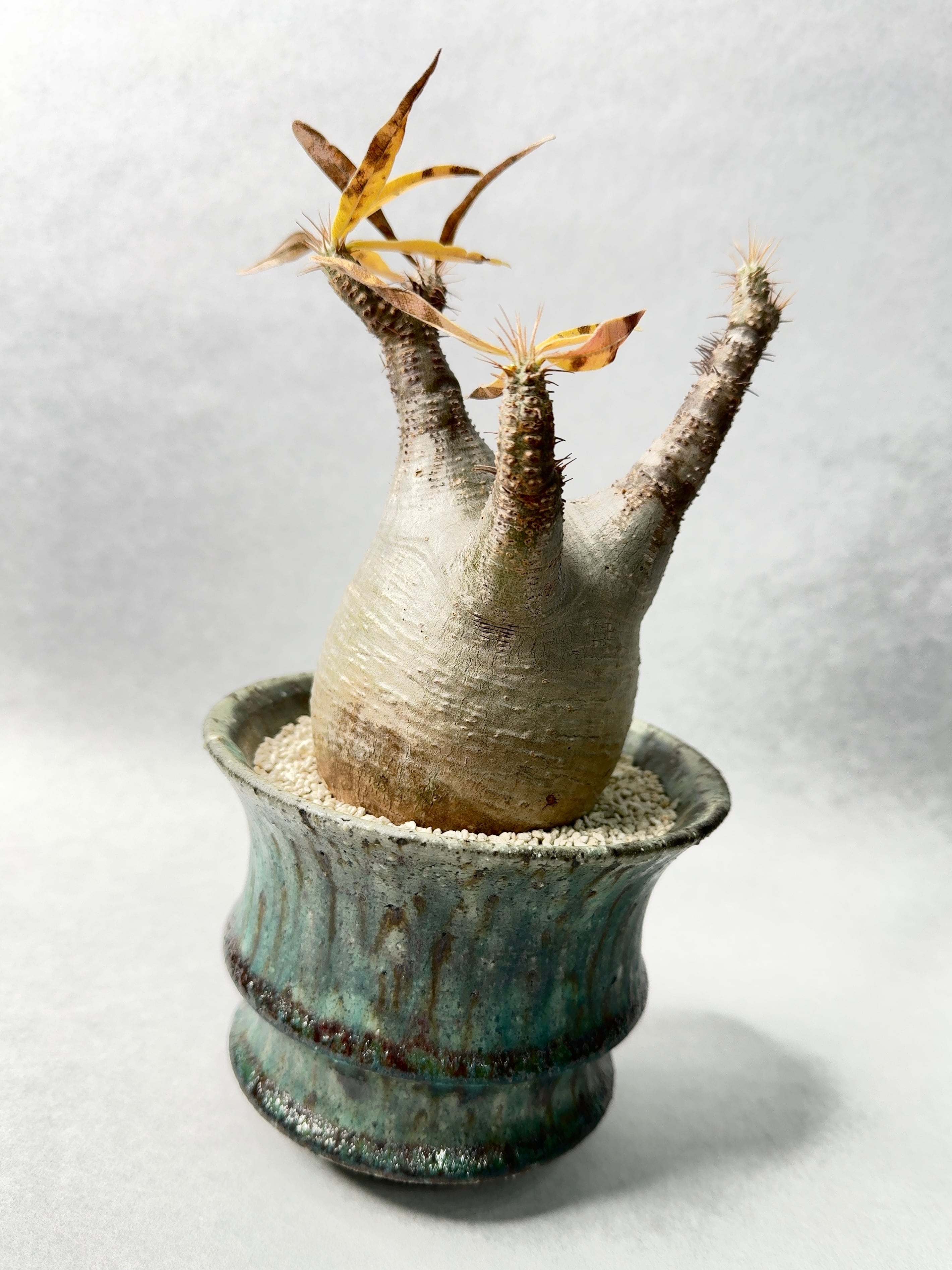 パキポディウム・グラキリス | trigger