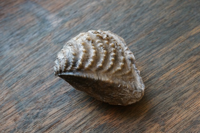 ポルトガル産ミオフォレラ化石  Myophorella lusitanica 1035