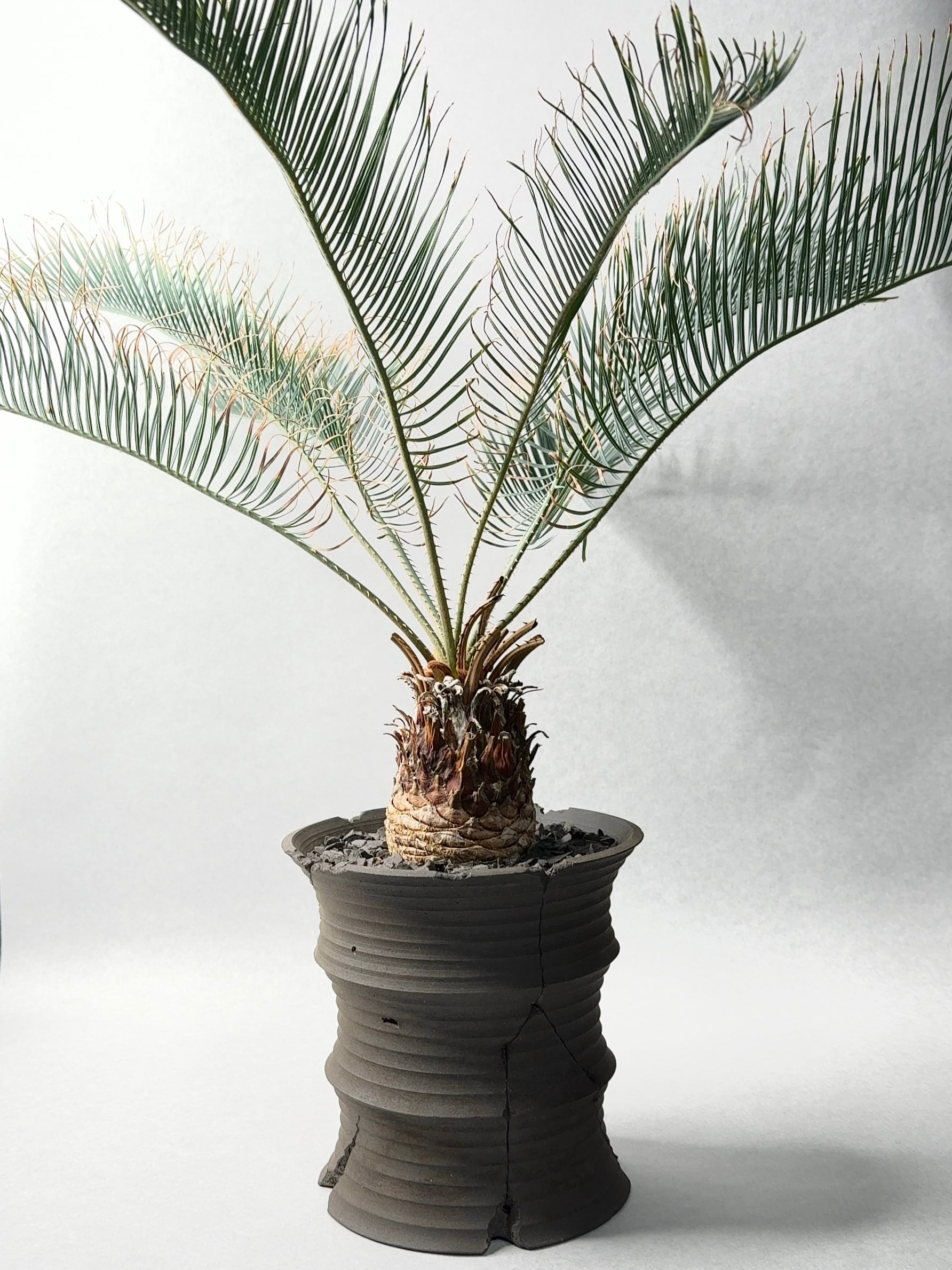 サイカス・カイルンシアナ | trigger