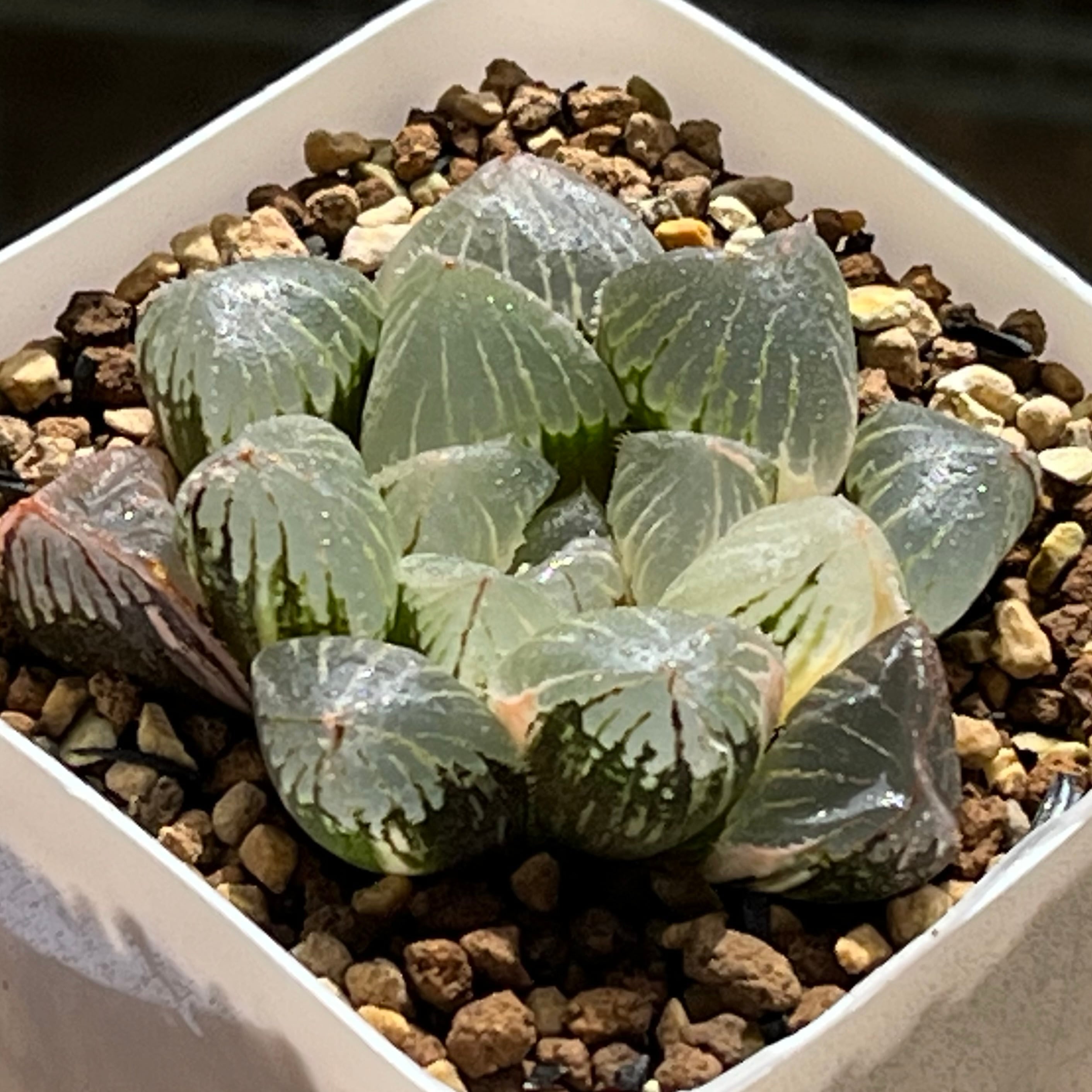 オブツーサ系 | mocono_plants
