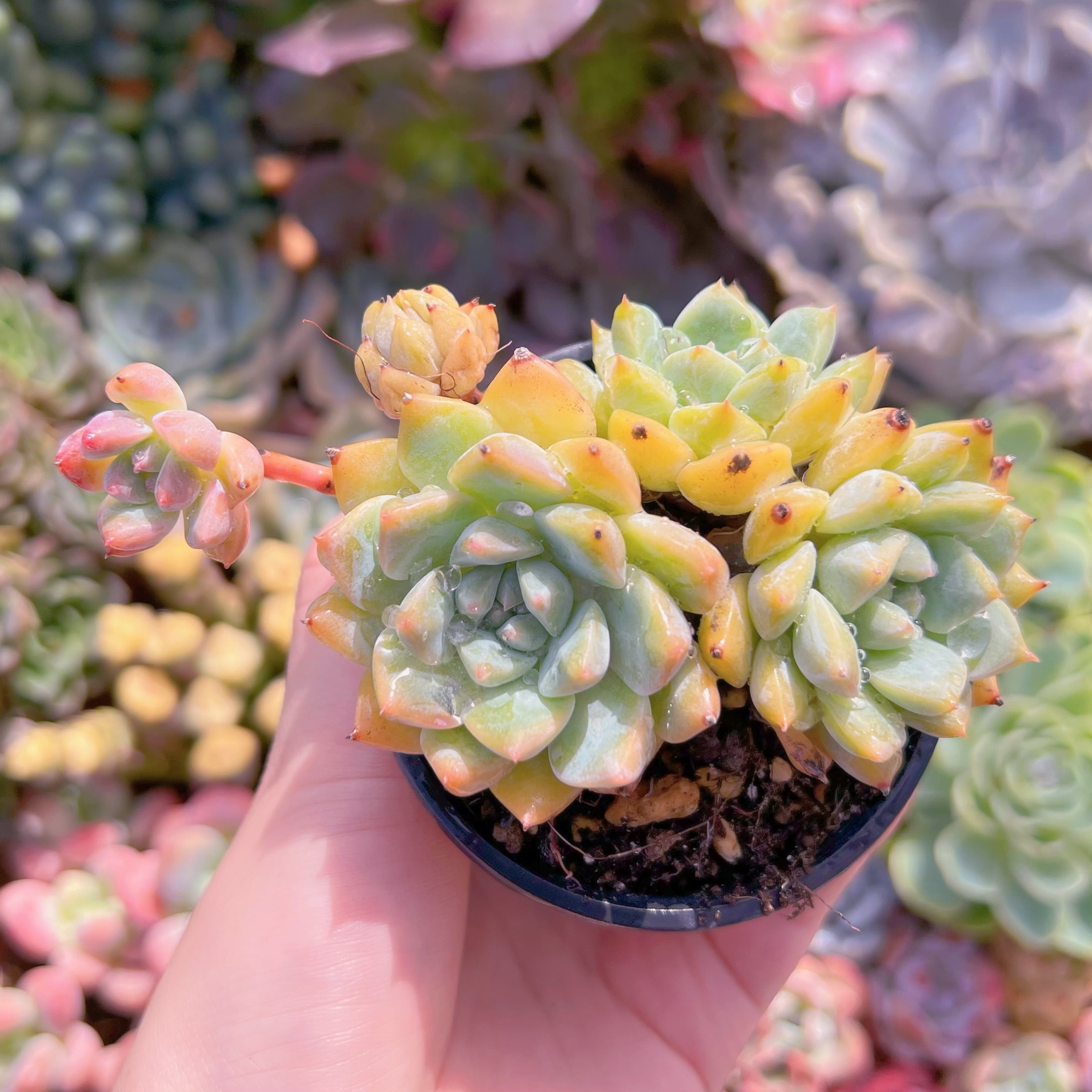 現品　プロリフェラxラウル#820　るる農園