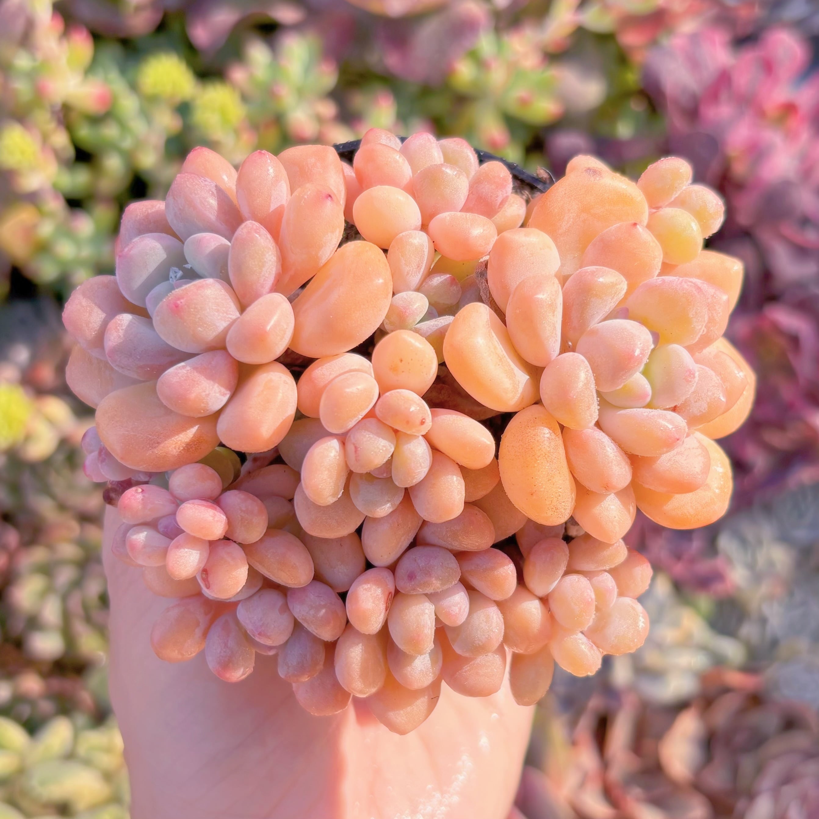 現品　ラブリーベア#600　群生　るる農園