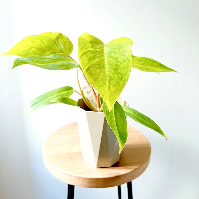 《希少》ポトス テルノクリスタルグリーン 陶器鉢 観葉植物 calm cafe