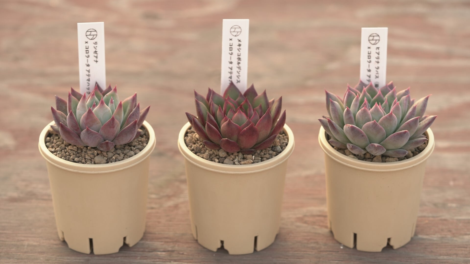 Aセット エケ苗3種セット | クアトロ