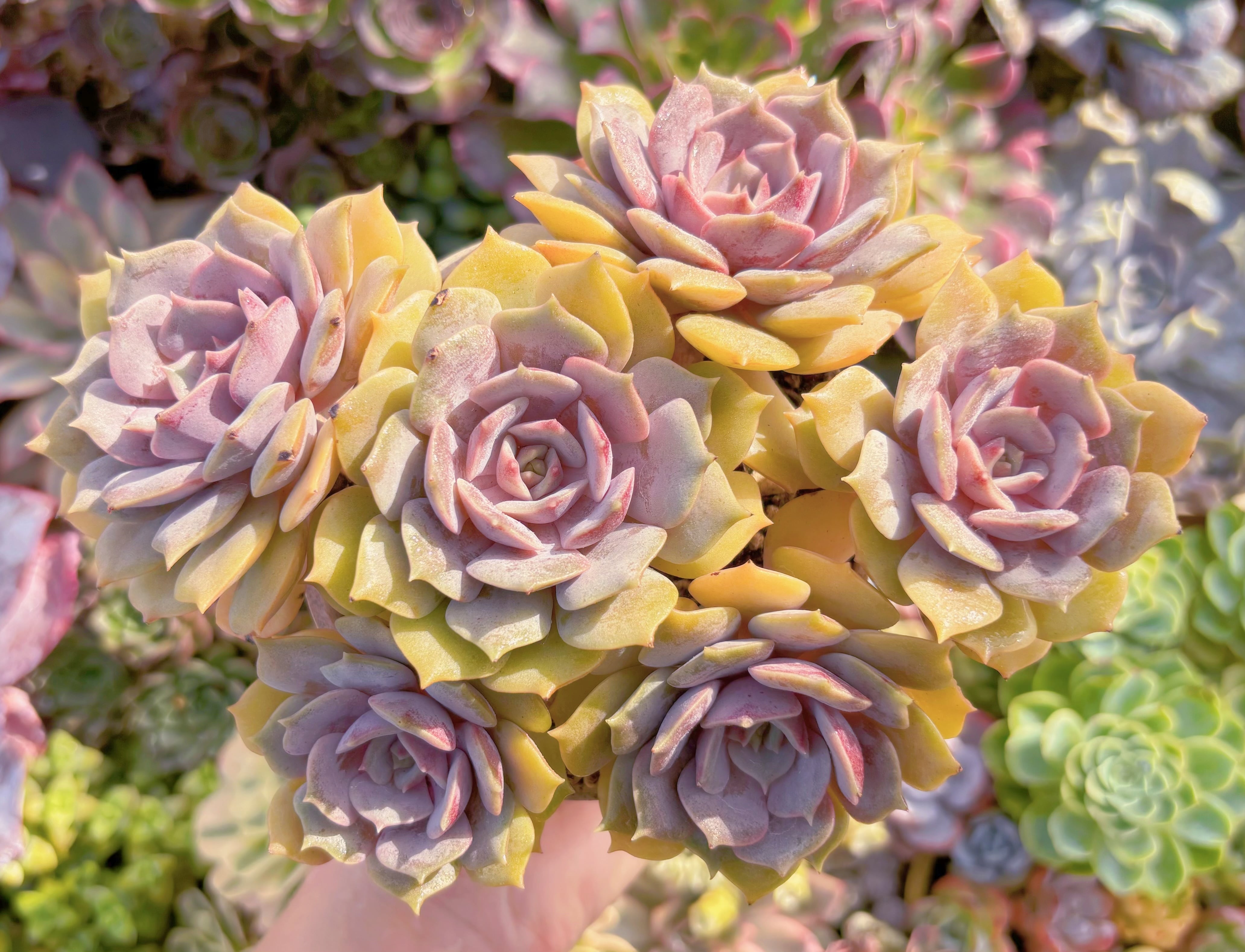 多肉植物 紫姫 群生 在庫僅少 新入荷 るる農園 | るる農園~多肉植物専門