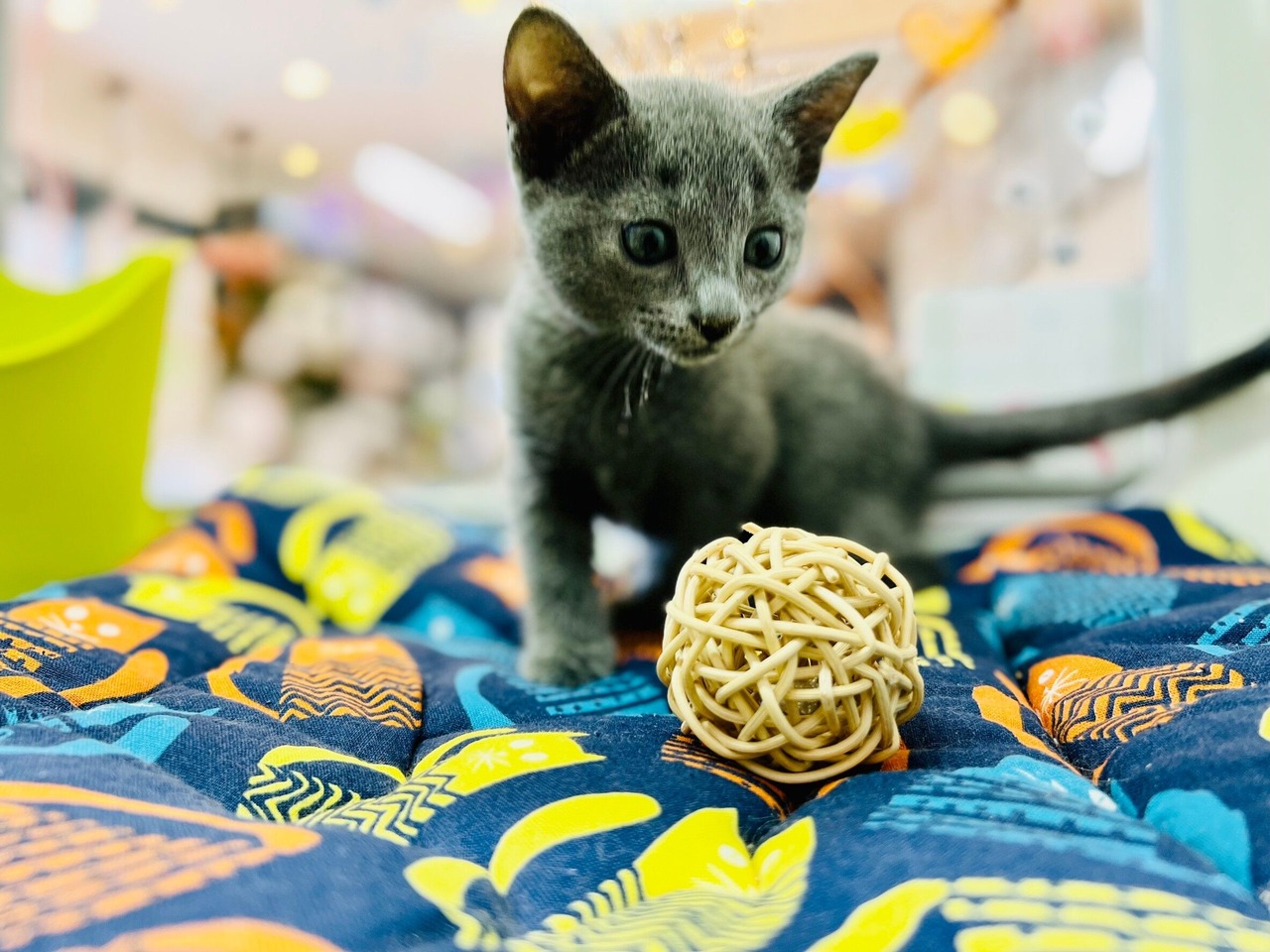【猫用 通年用ベッド(フック付き！)】蒸れにくい！子猫~年配猫まで使いやすいメッシュベッド（猫柄パッチワーク／パープル）,イタズラ防止のフック付き,丸洗い可能！