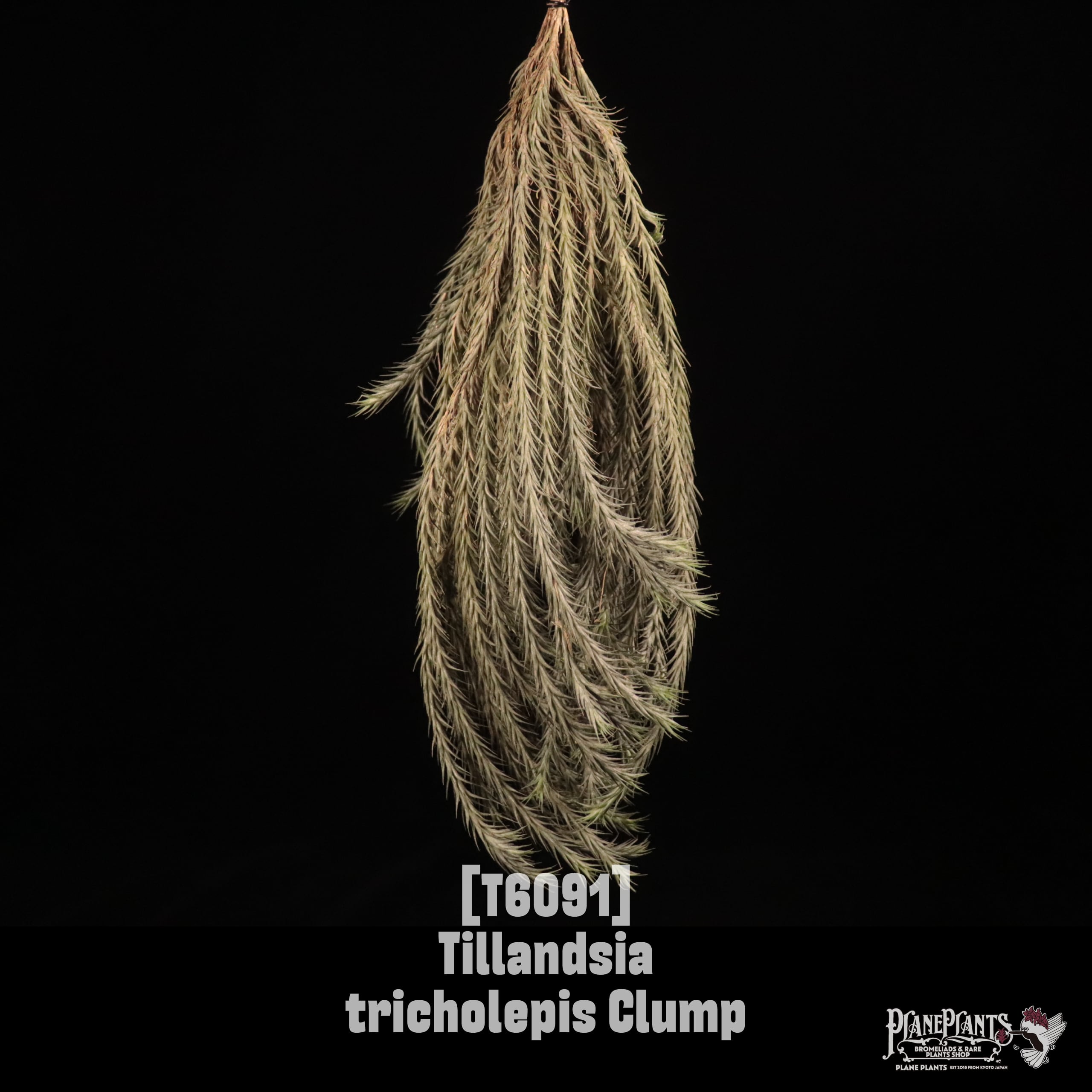 Tillandsia tricholepis Clump〔ティランジア〕T6091