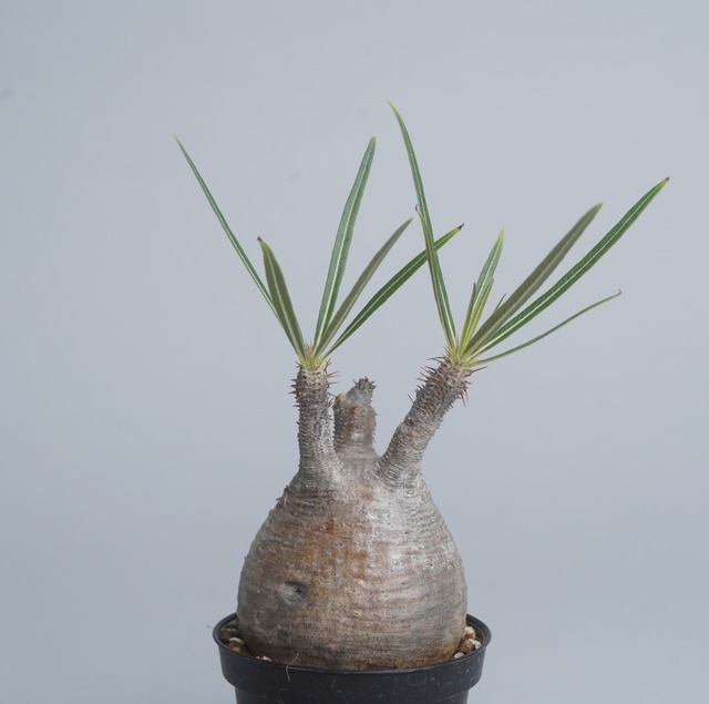 パキポディウム グラキリス no.6 〈発根済み〉