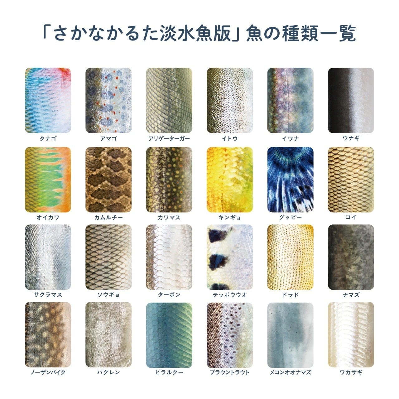 模様だけで魚種を当てよう！「さかなかるた」 | CAMP HACK STORE