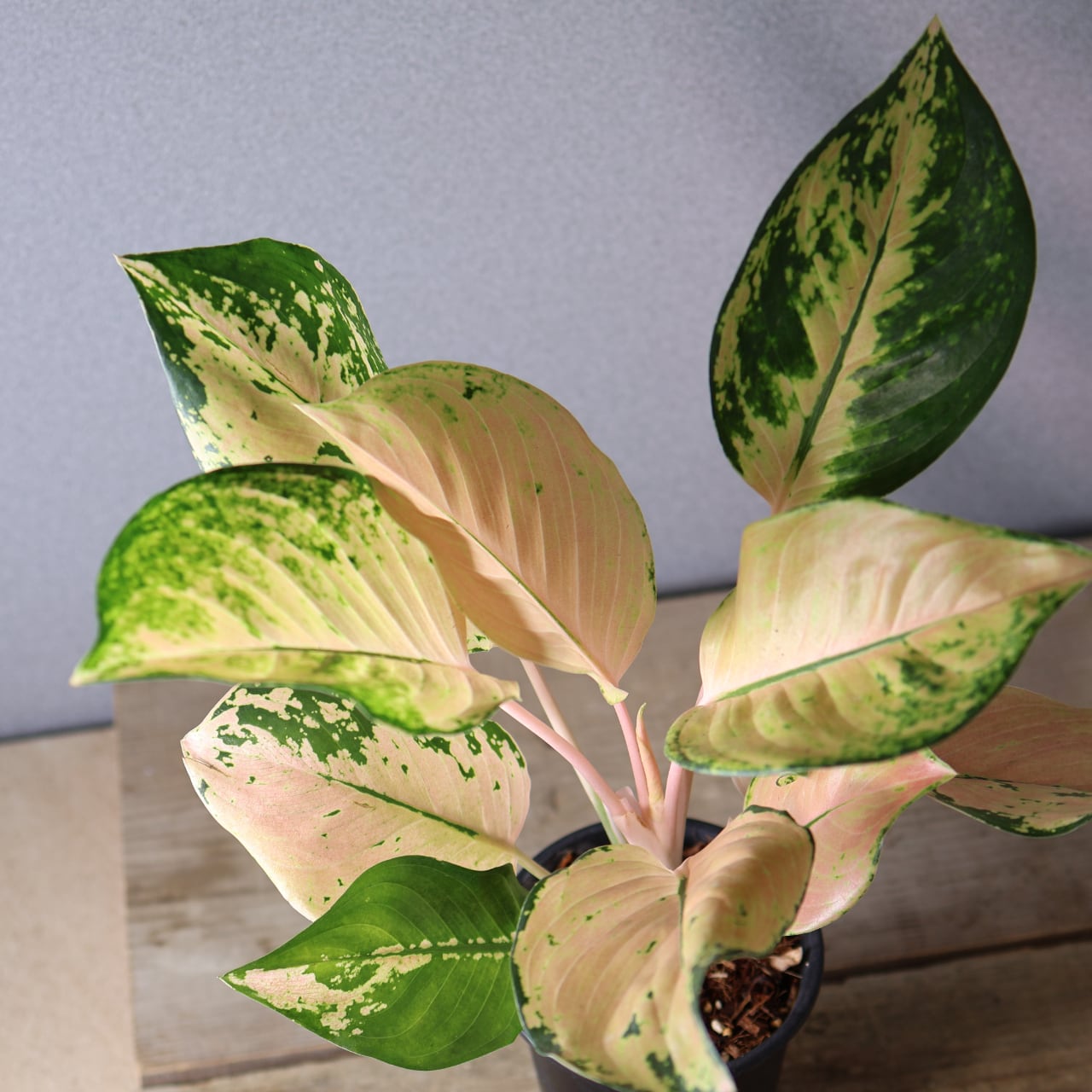 407 やさしい光をまとう『アグラオネマ アマゾン』観葉植物 【送料無料