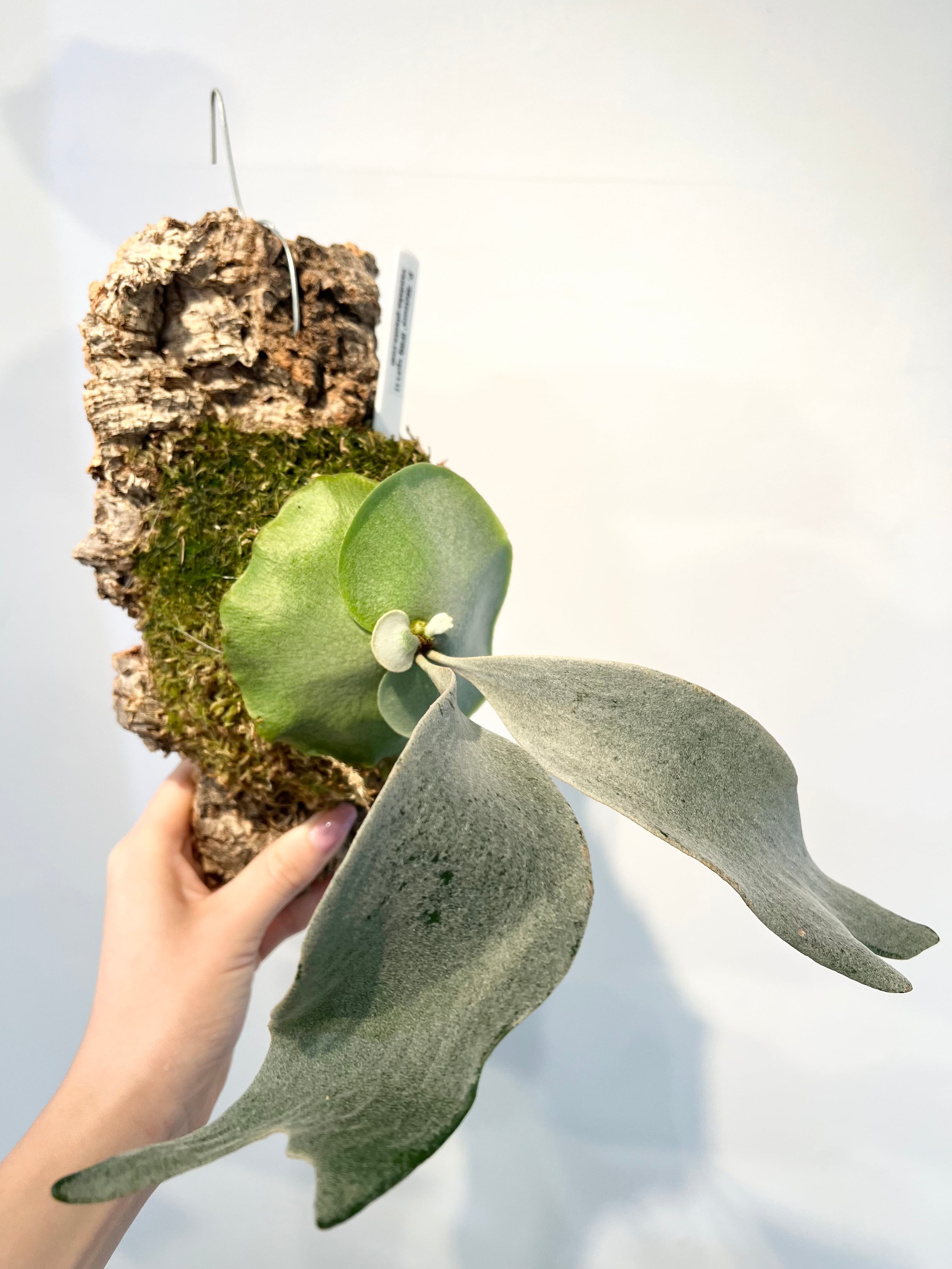 P. 'Meteora' (FSQ vp#11) ビカクシダ 'メテオラ' (FSQ vp#11