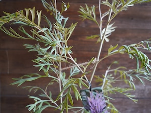 【現物】グレビレア ”ドーンパープル” C