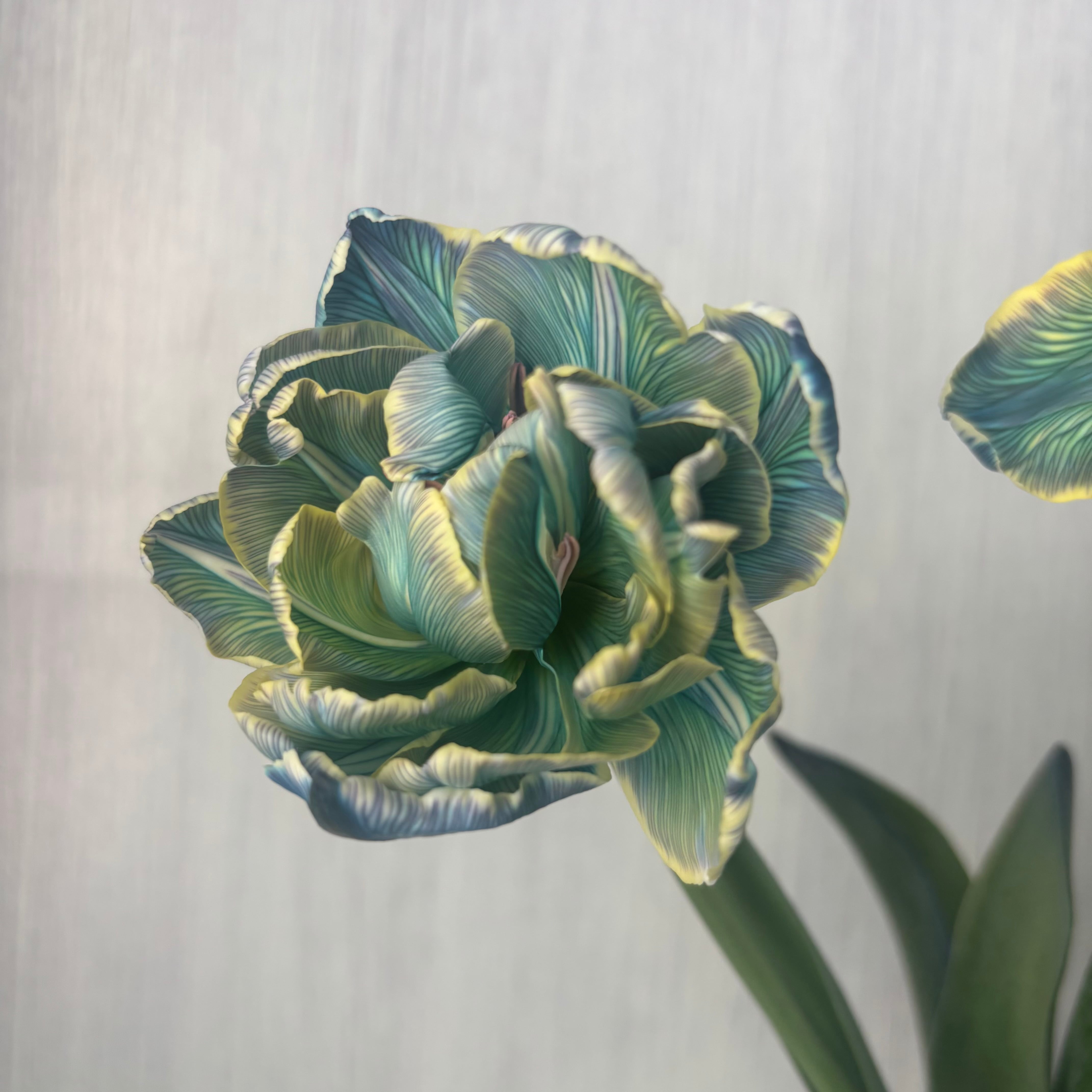 今週のチューリップ 即出荷】 ブルー色の染めチューリップ八重咲き