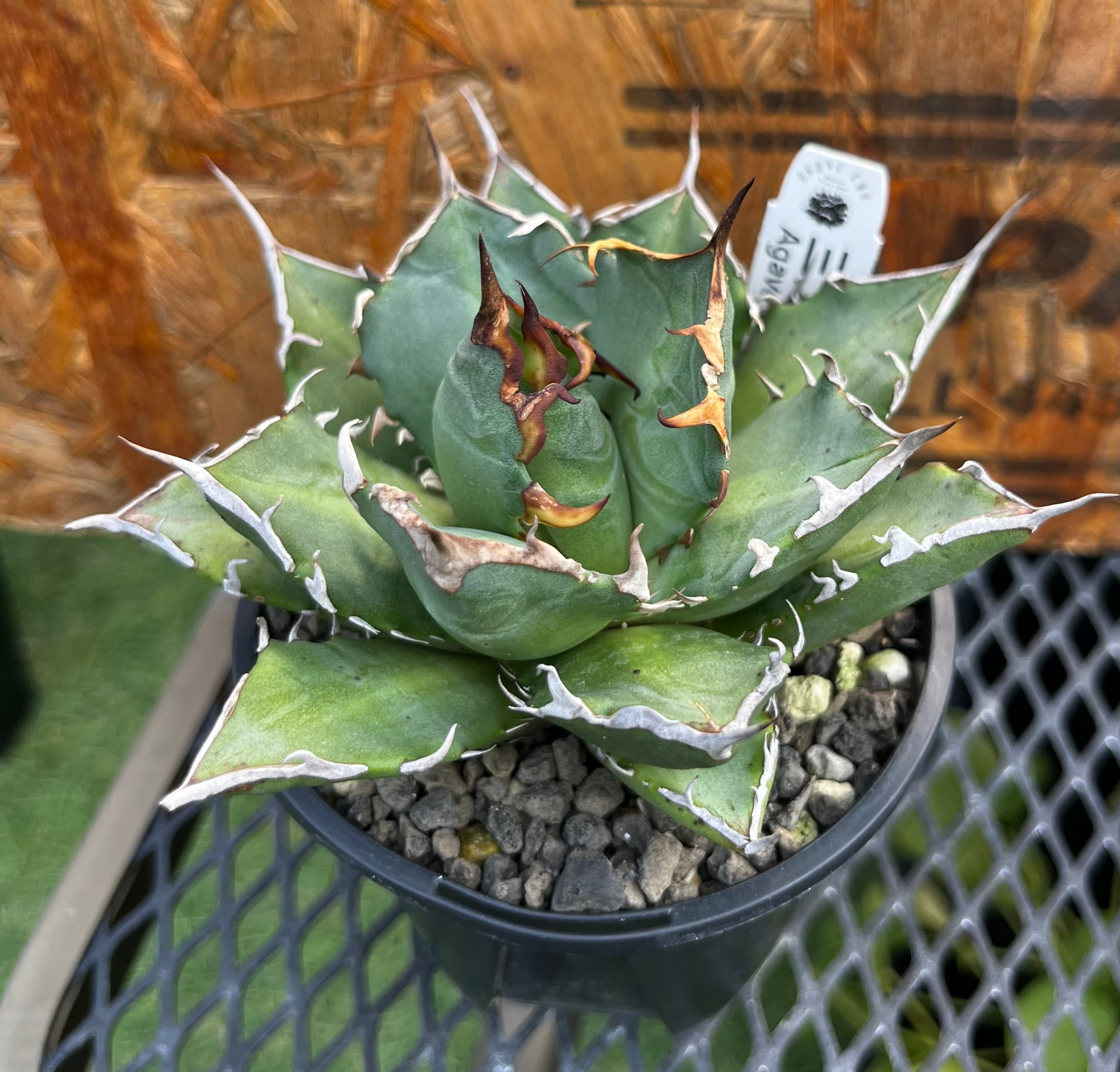 F2 厳選子株 アガベ チタノタ 三叉戟 トライデント 強鋸歯 狂刺刺し強