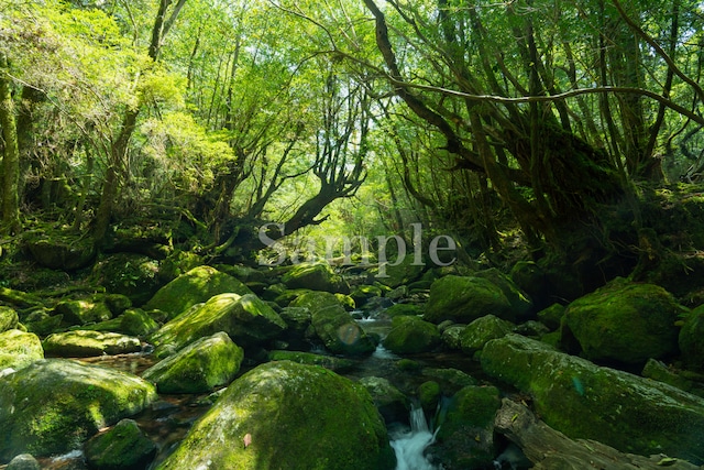 屋久島オーブ フォトパネル 海響(MIKI) エネルギーフォト　