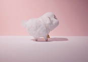 ヤギィ