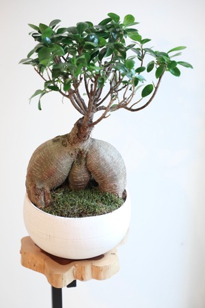 【M】ガジュマル/Ficus microcarpa　※陶器鉢付き