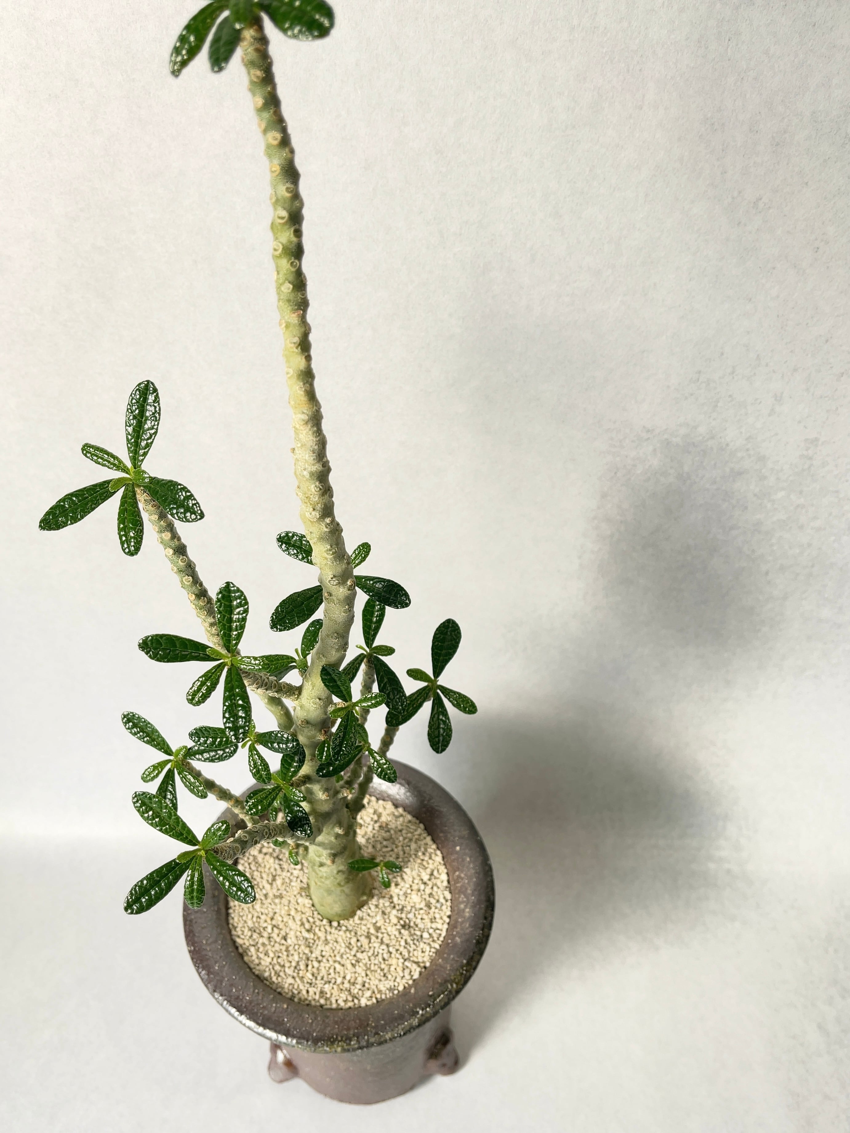 ドルステニア・ギガス | trigger