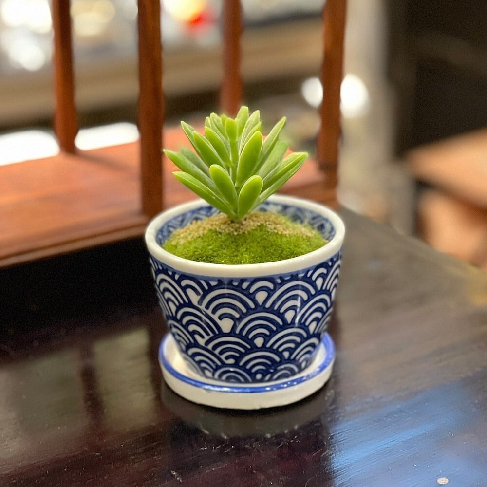 そば猪口型ミニ植木鉢 5種 底穴あり lhr514 受け皿 盆栽 多肉植物 塊根