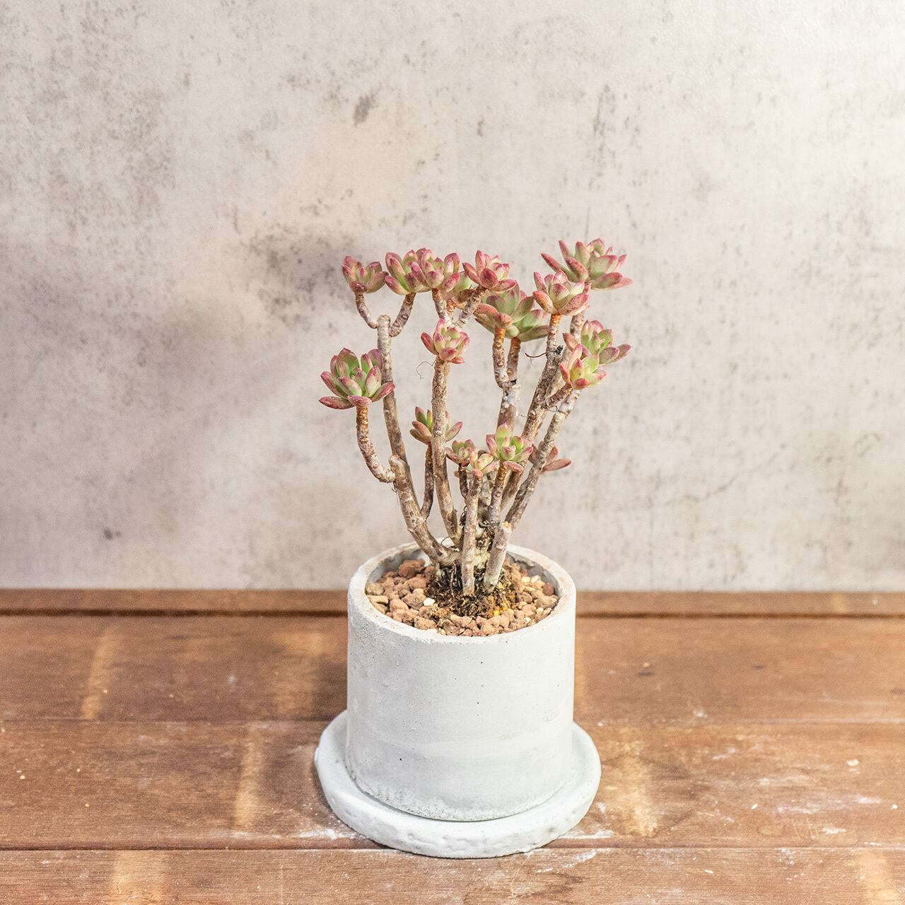 初心者さんにもおすすめ！可愛いエケベリア ミニベルと手作りモルタル鉢のセット｜届いてすぐ飾れる鉢植え【虫発生抑制】